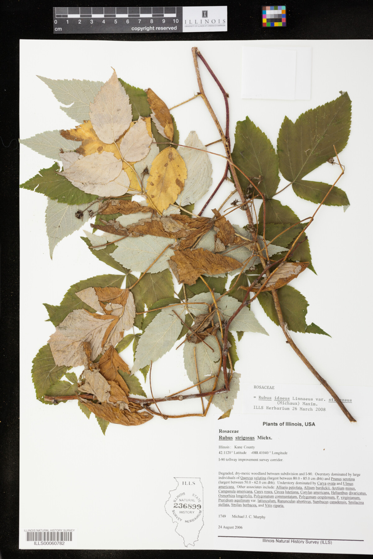 Rubus sachalinensis var. sachalinensis image