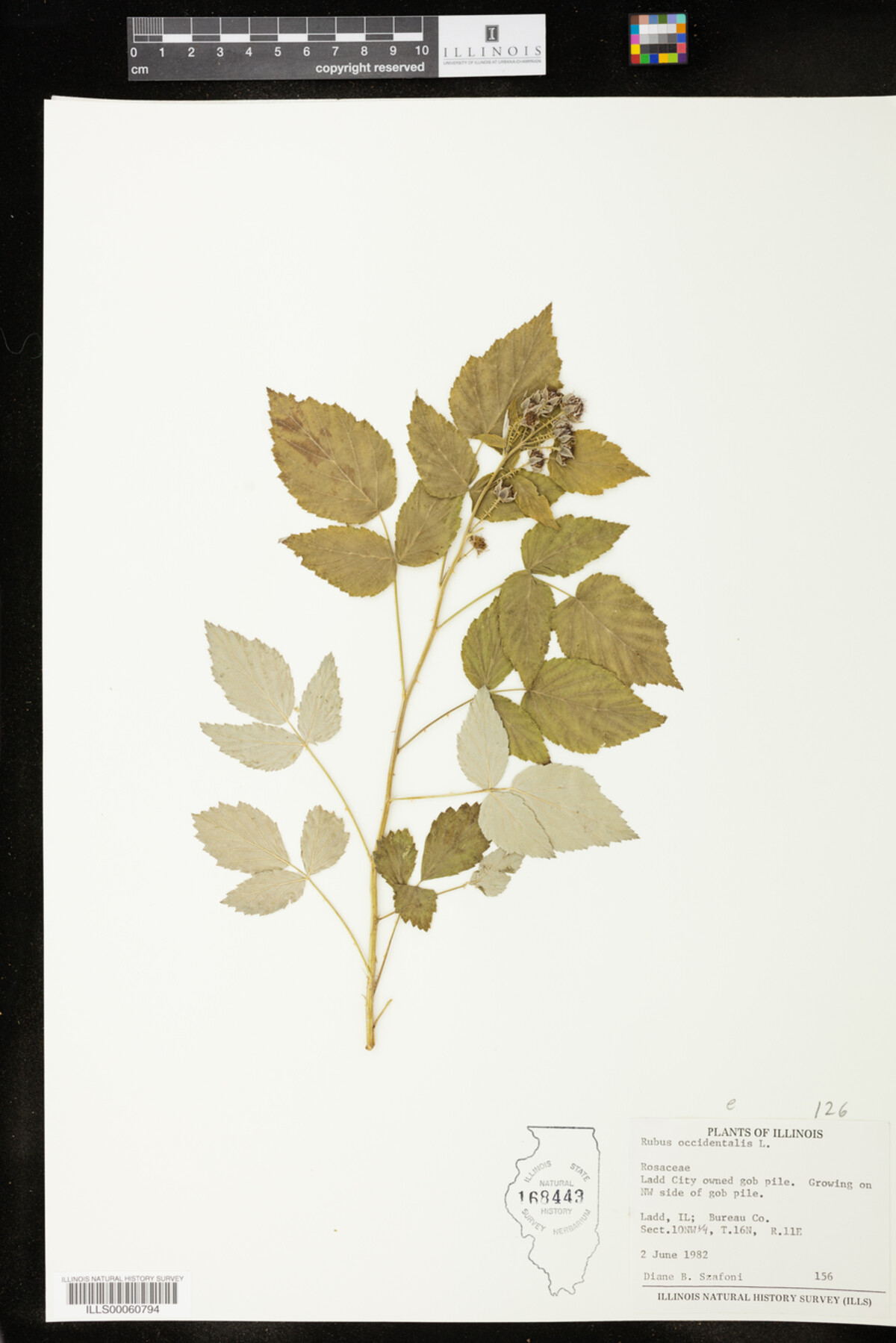 Rubus occidentalis image