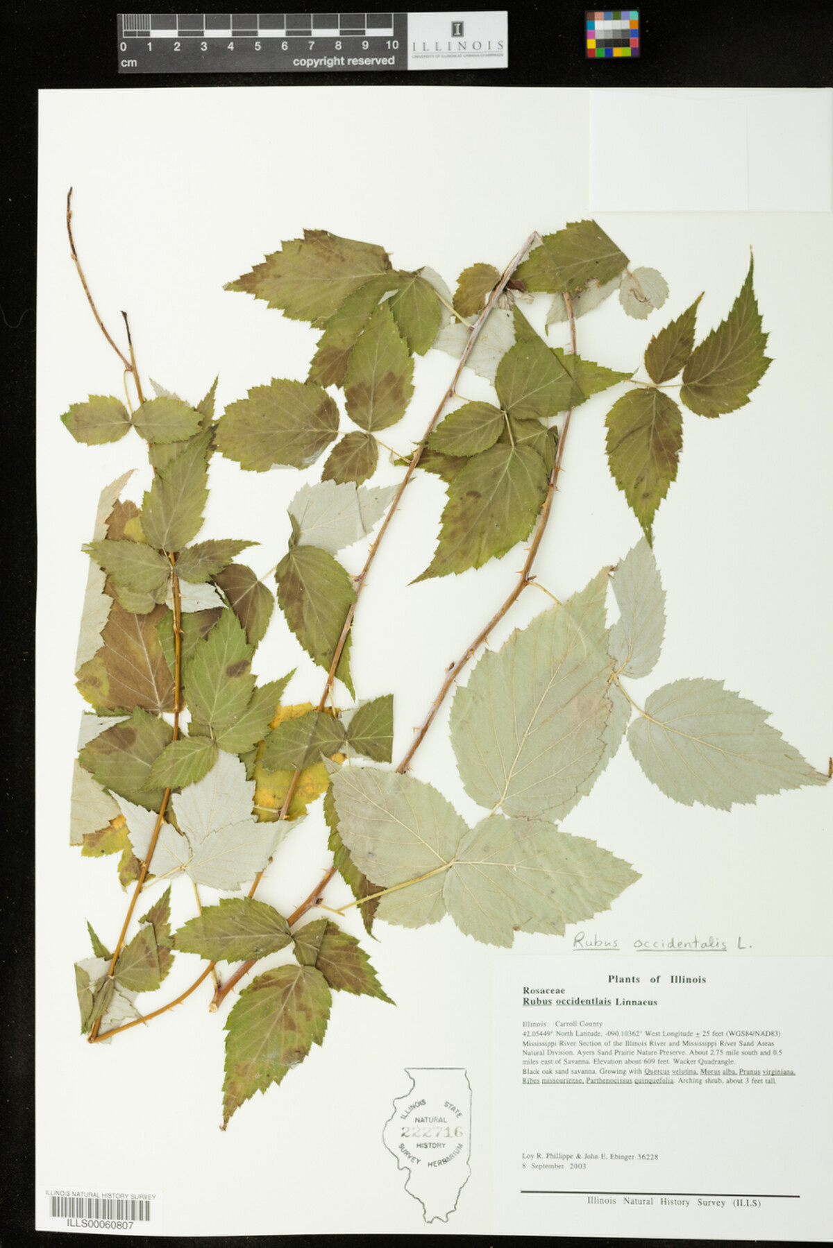 Rubus occidentalis image