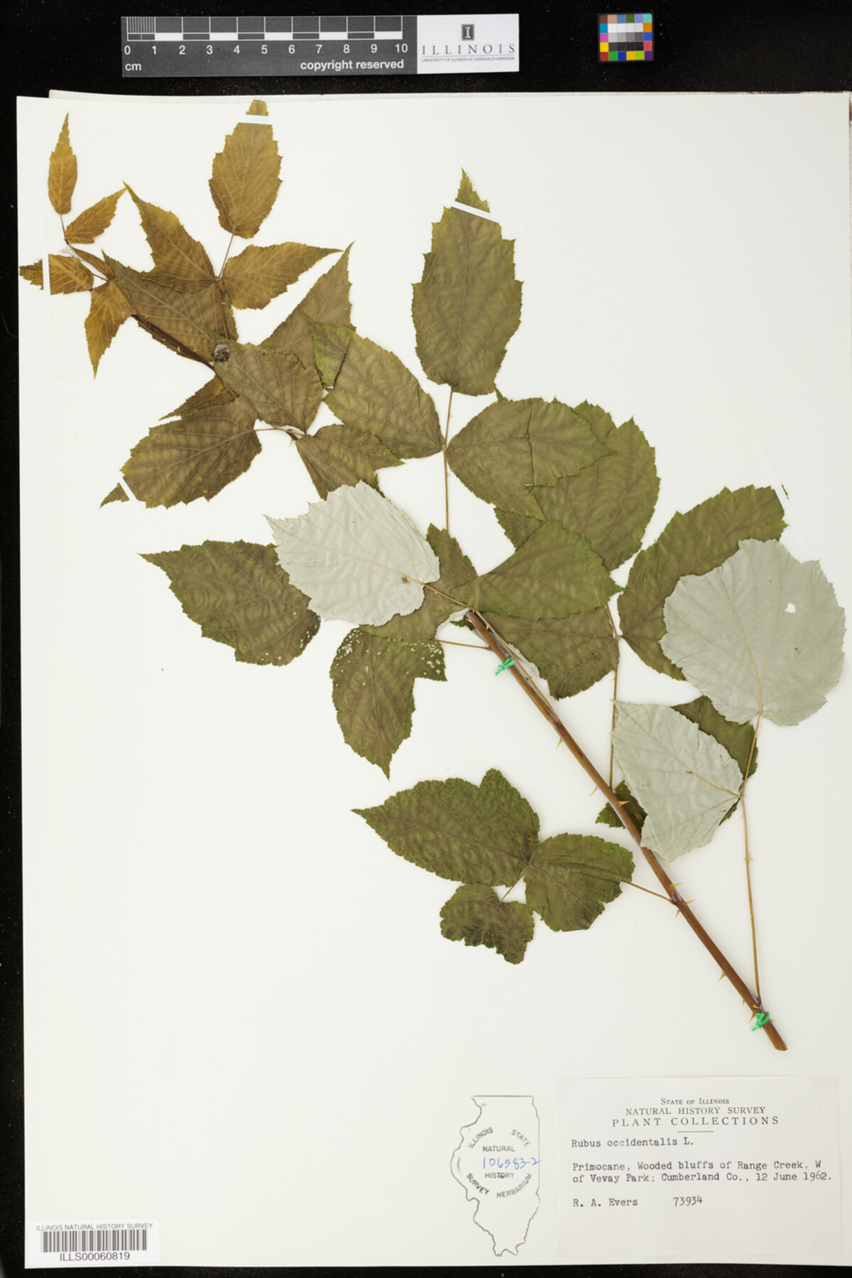 Rubus image
