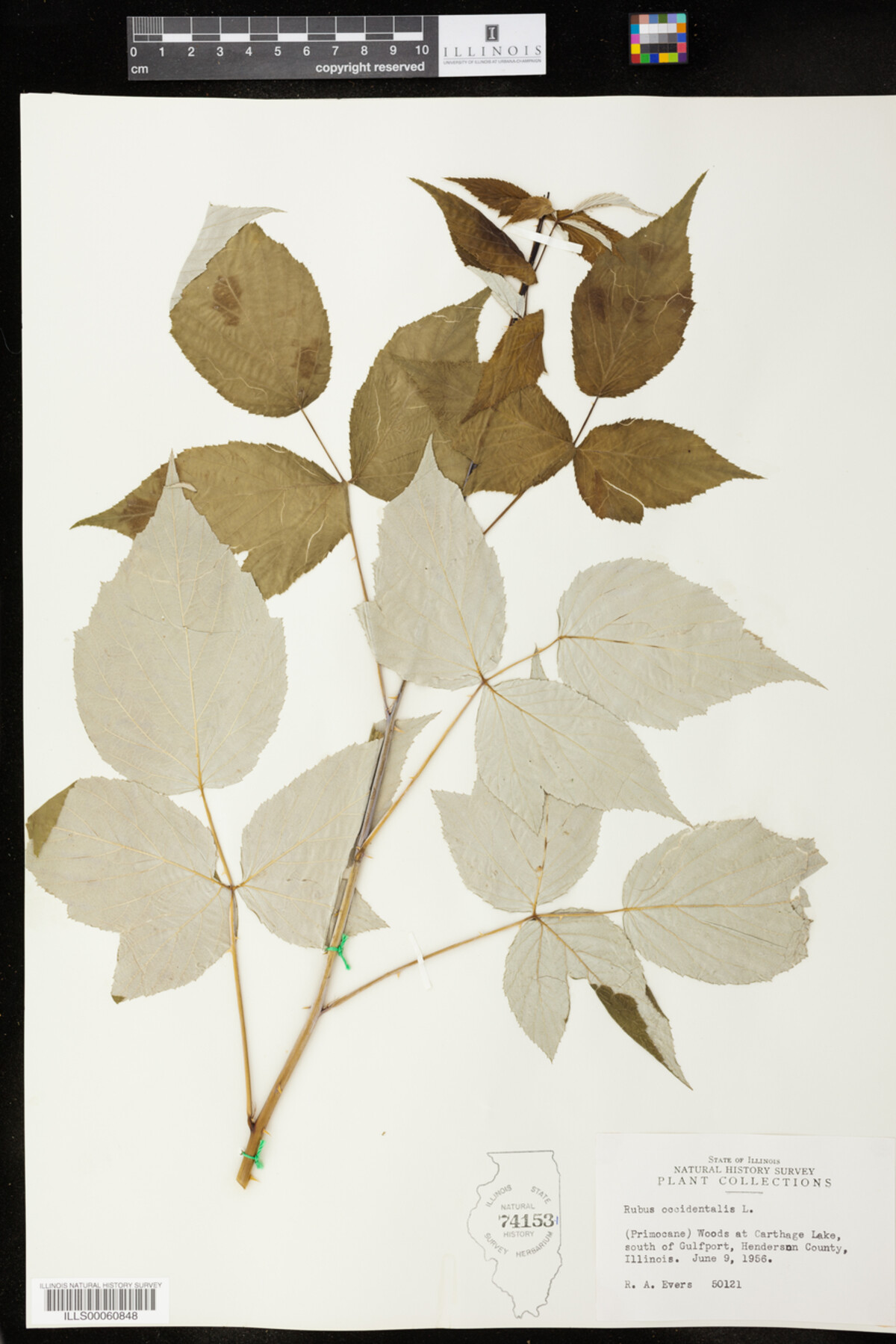 Rubus image