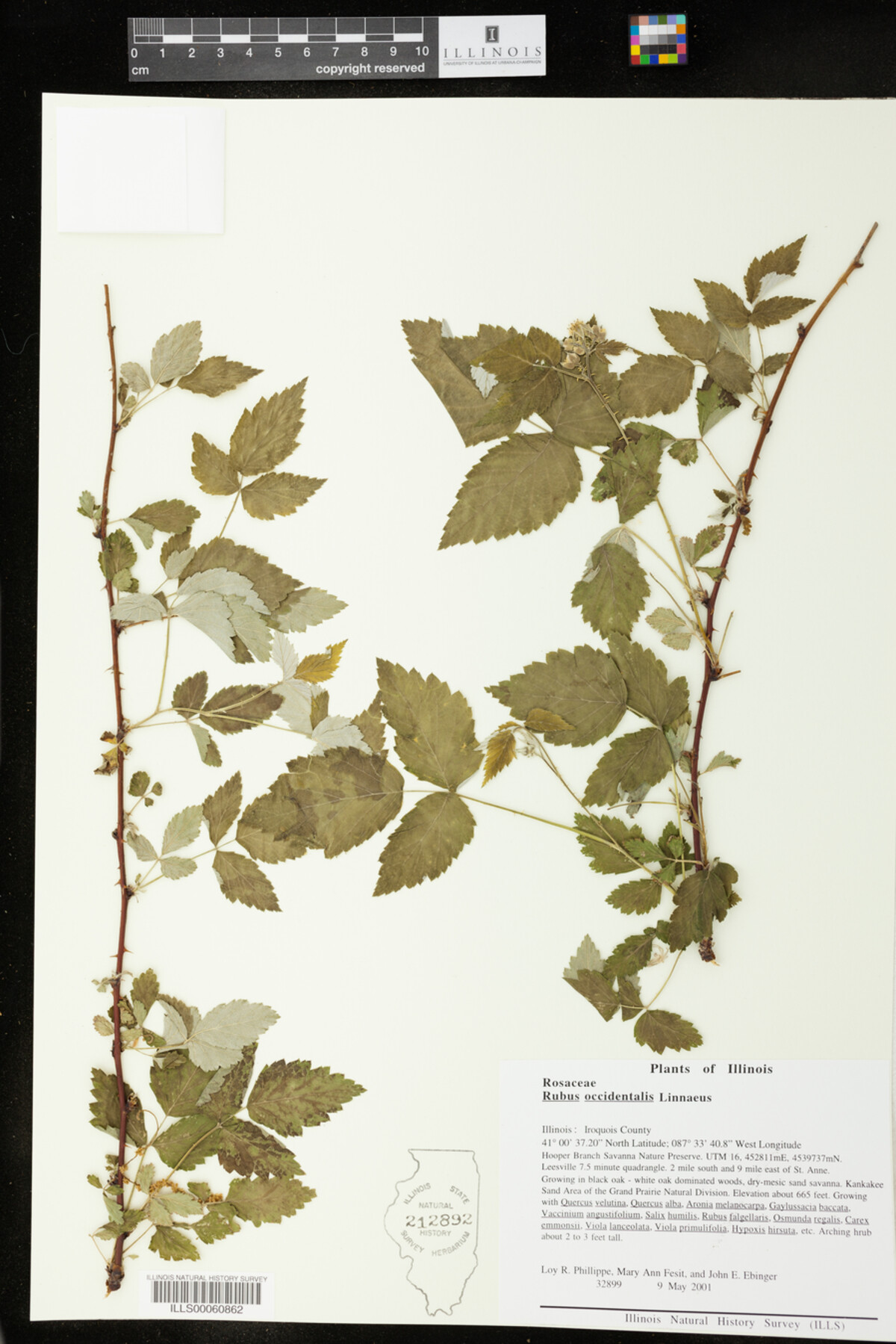 Rubus occidentalis image