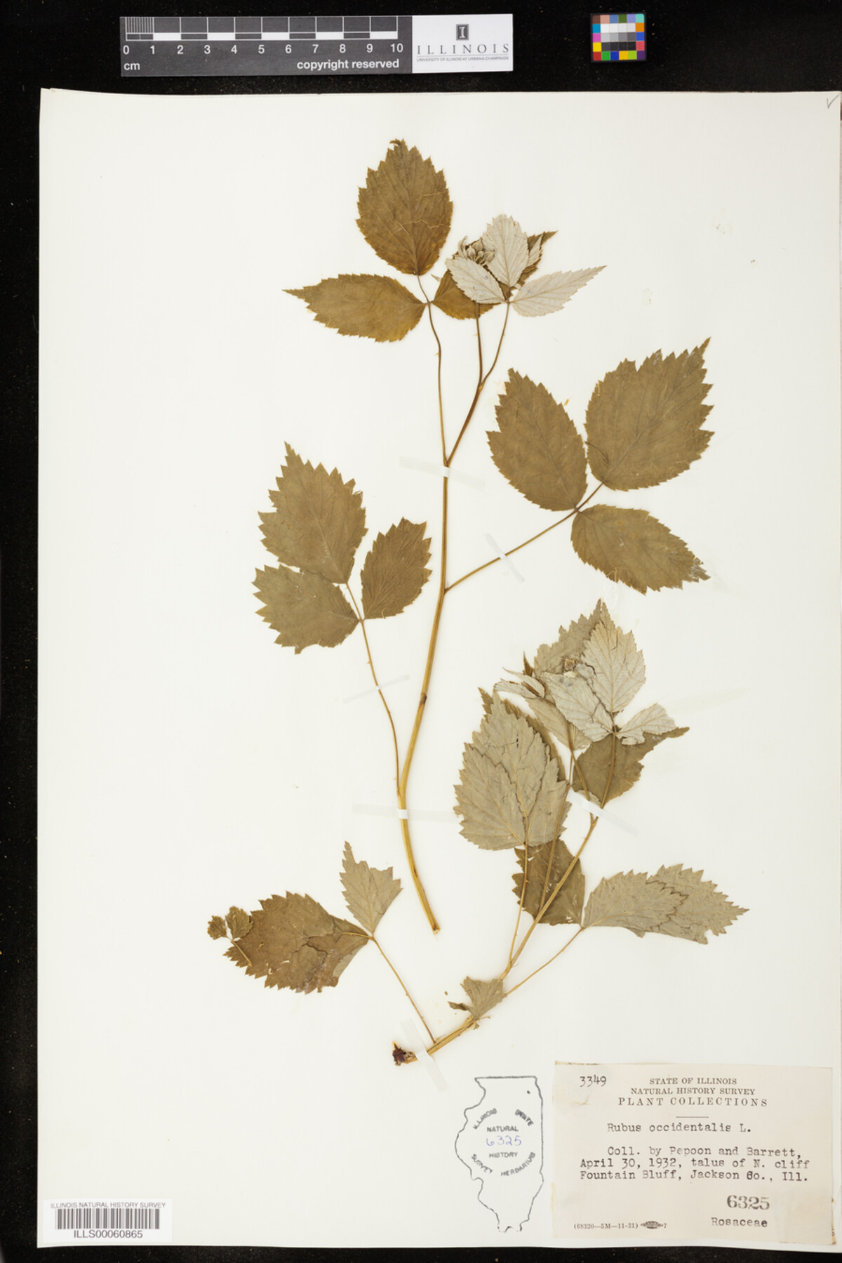 Rubus occidentalis image