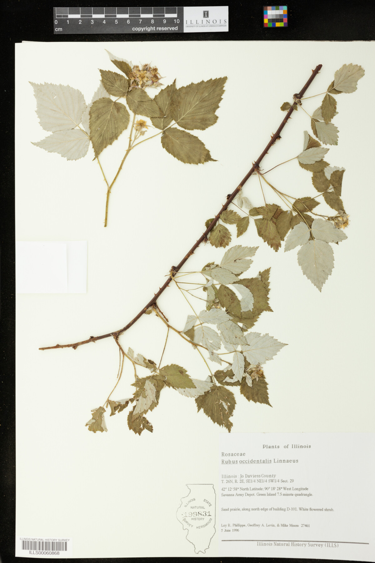 Rubus image