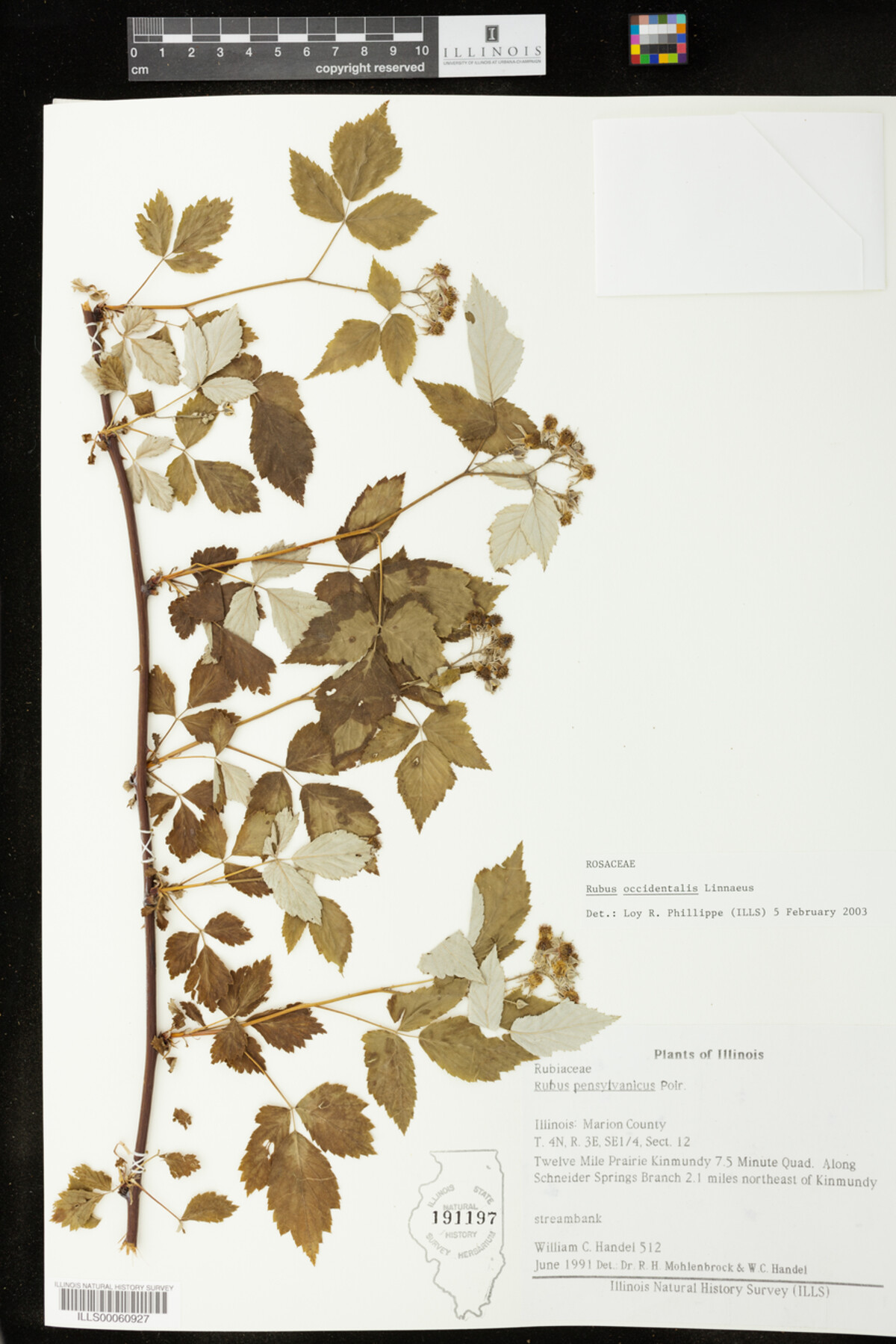 Rubus occidentalis image