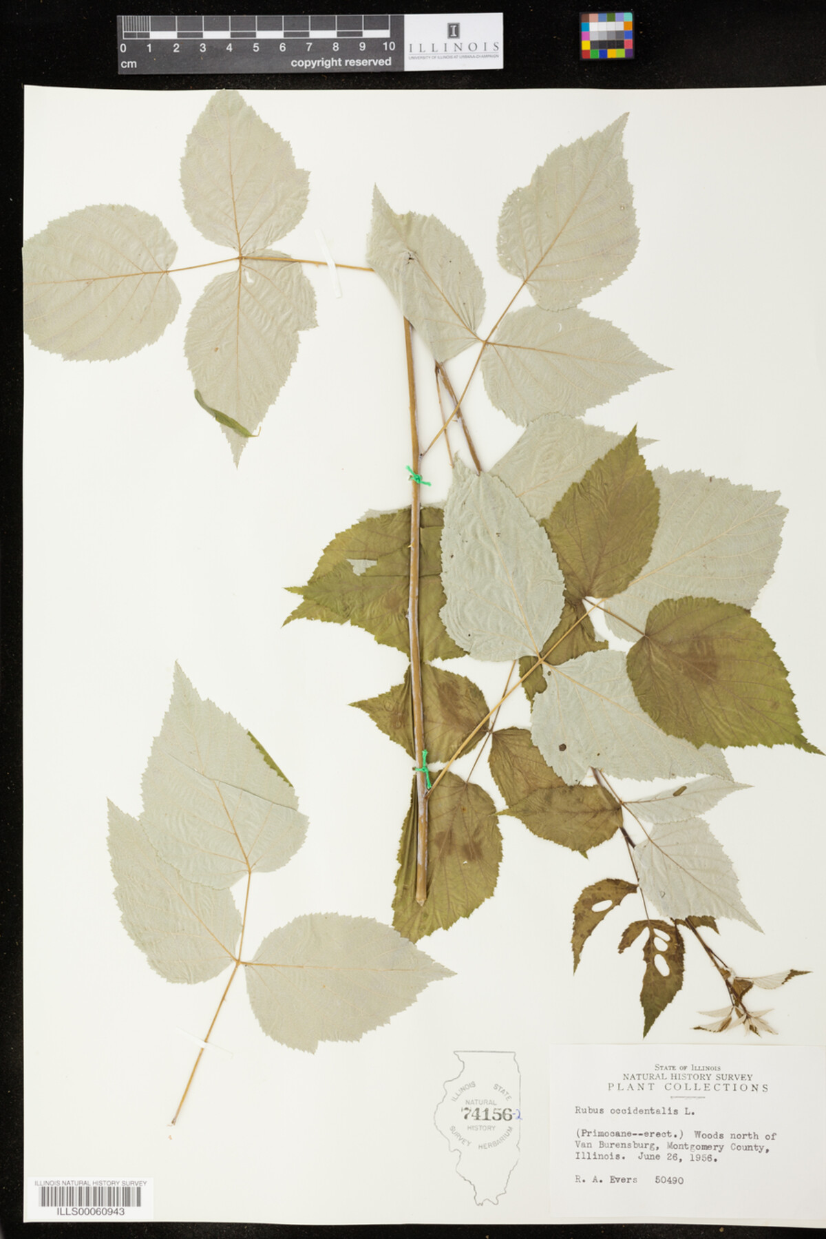 Rubus occidentalis image