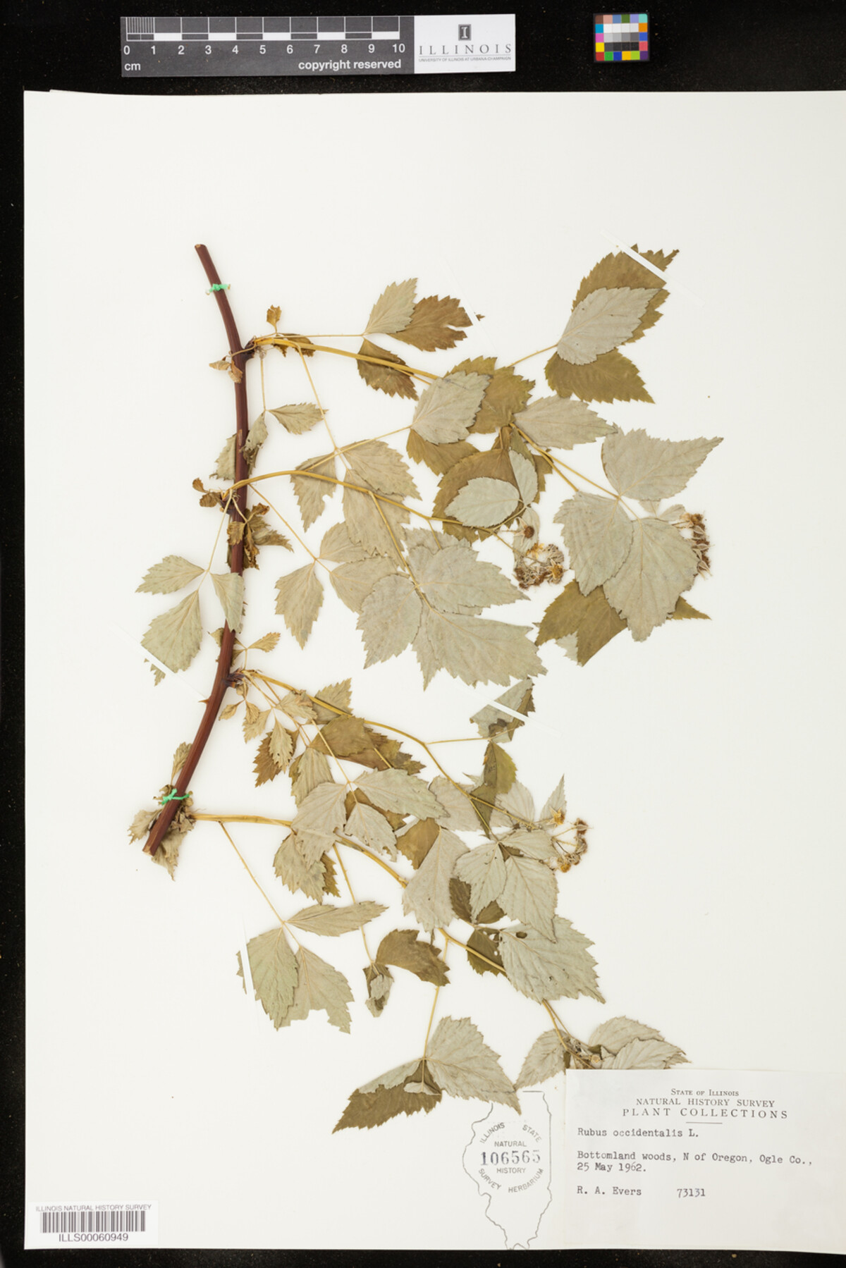 Rubus image