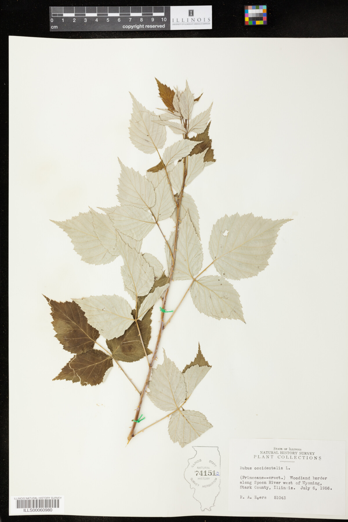 Rubus image