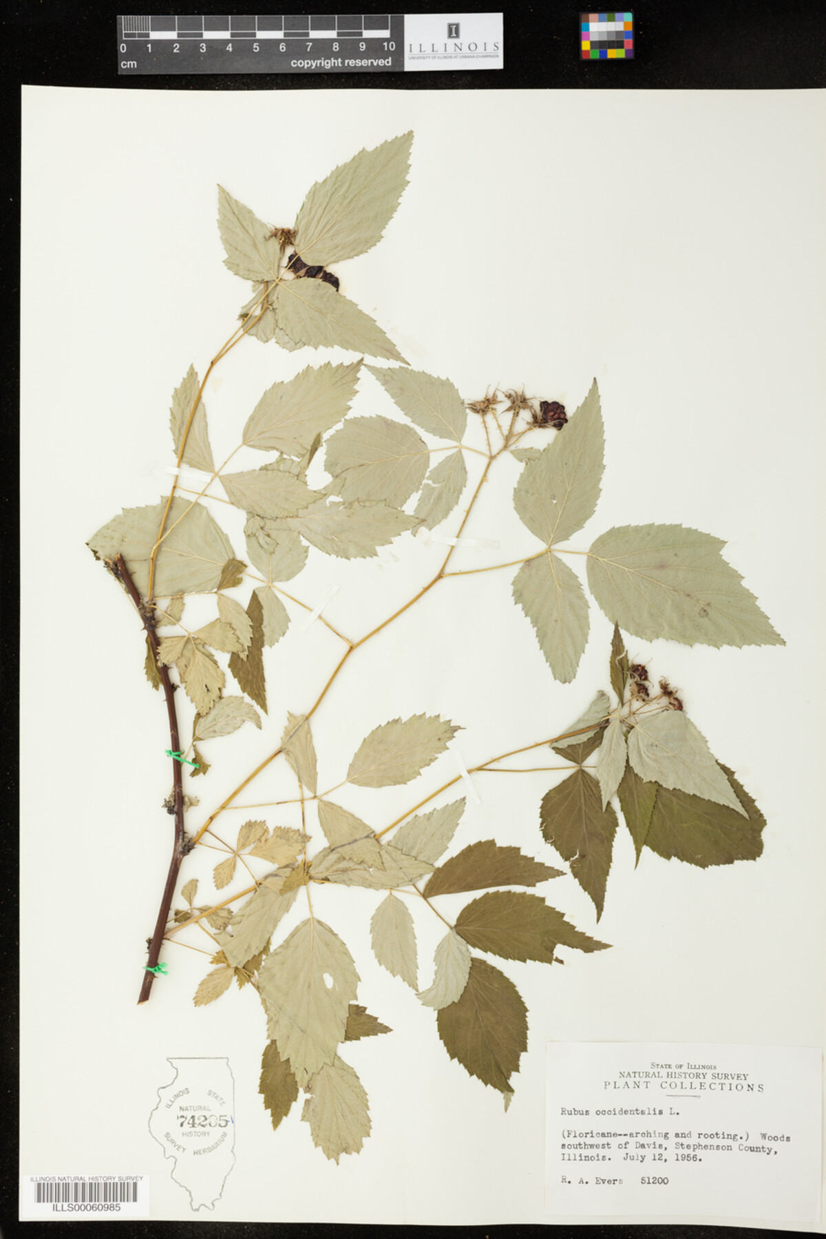 Rubus occidentalis image