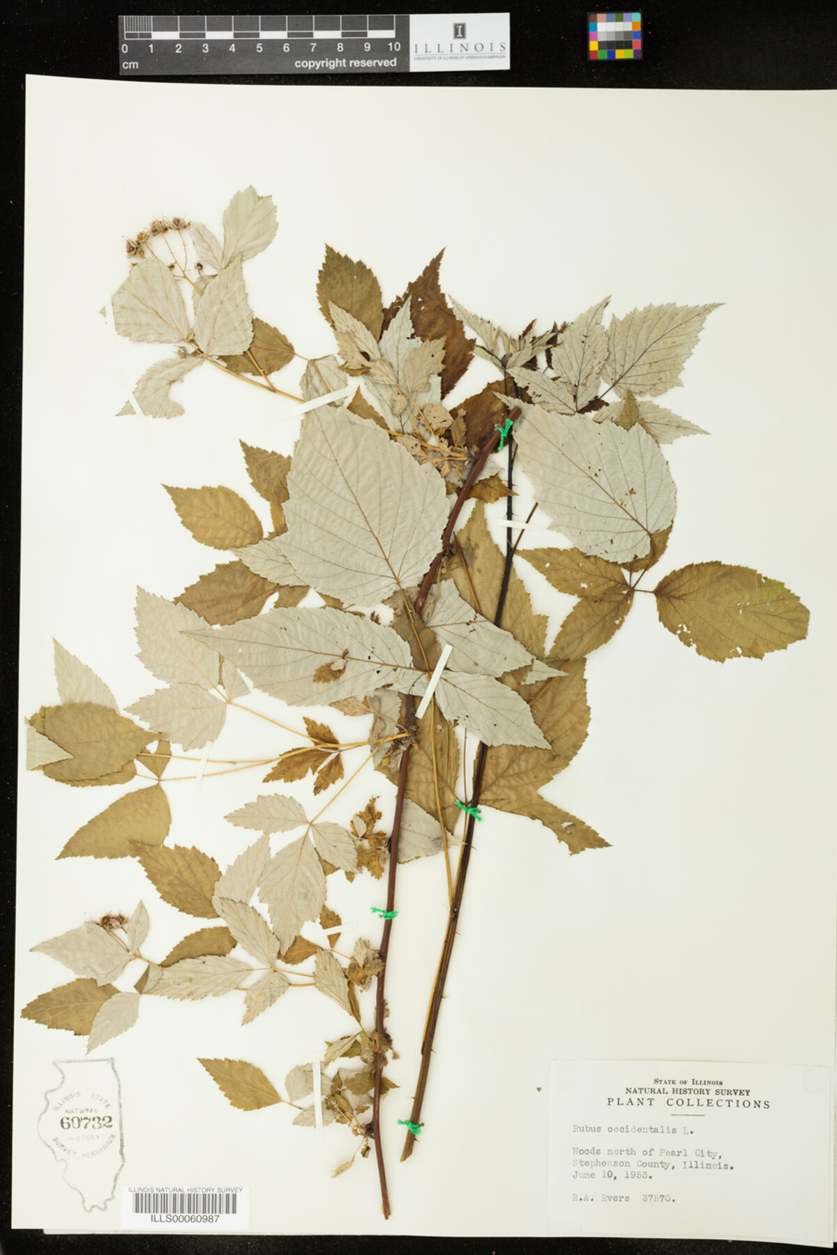 Rubus occidentalis image