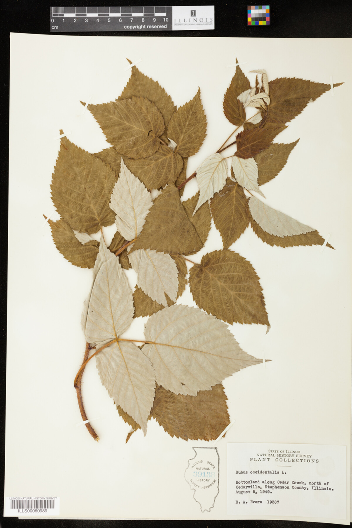 Rubus occidentalis image