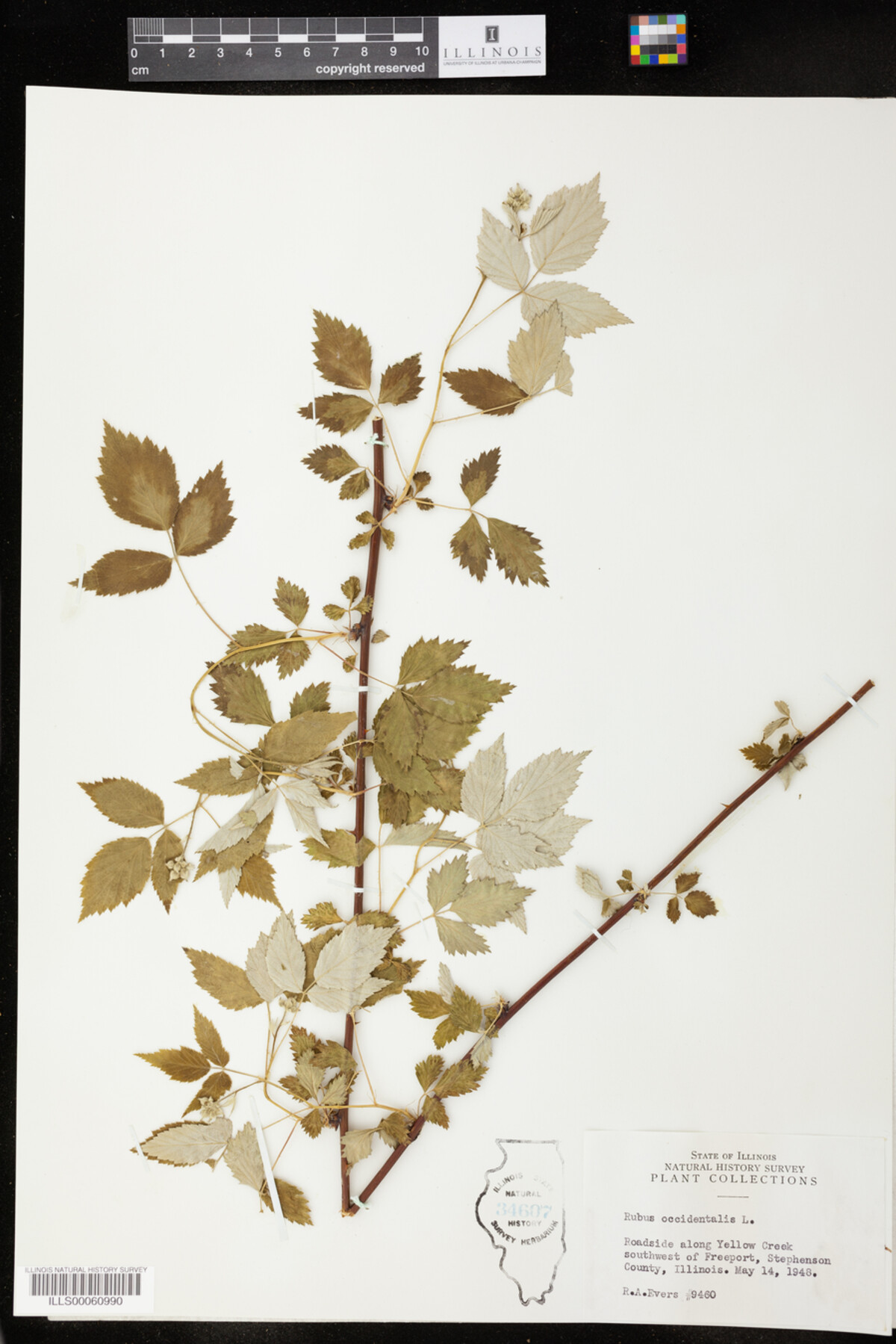 Rubus occidentalis image