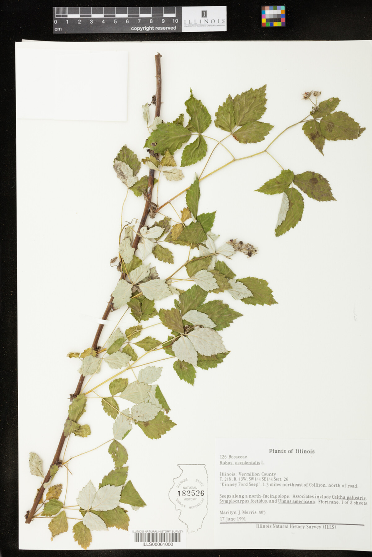 Rubus image