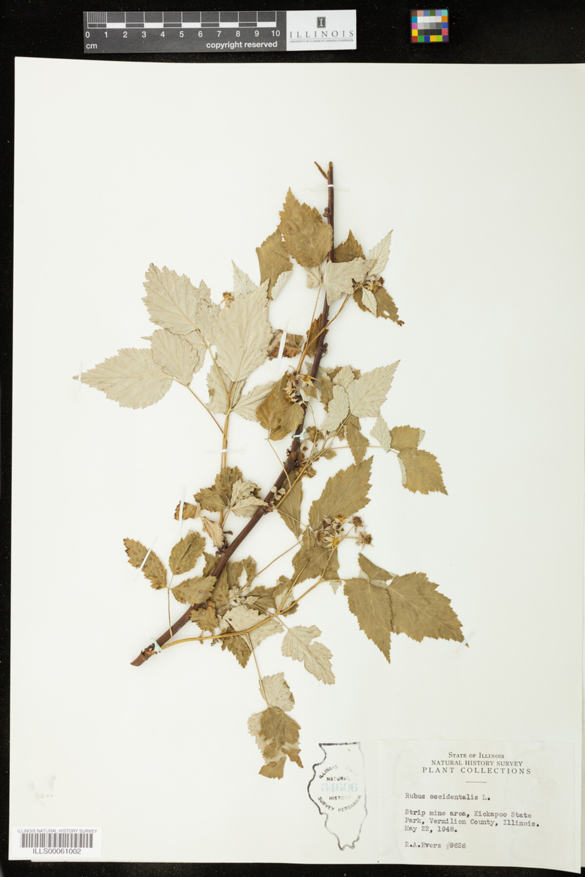 Rubus occidentalis image