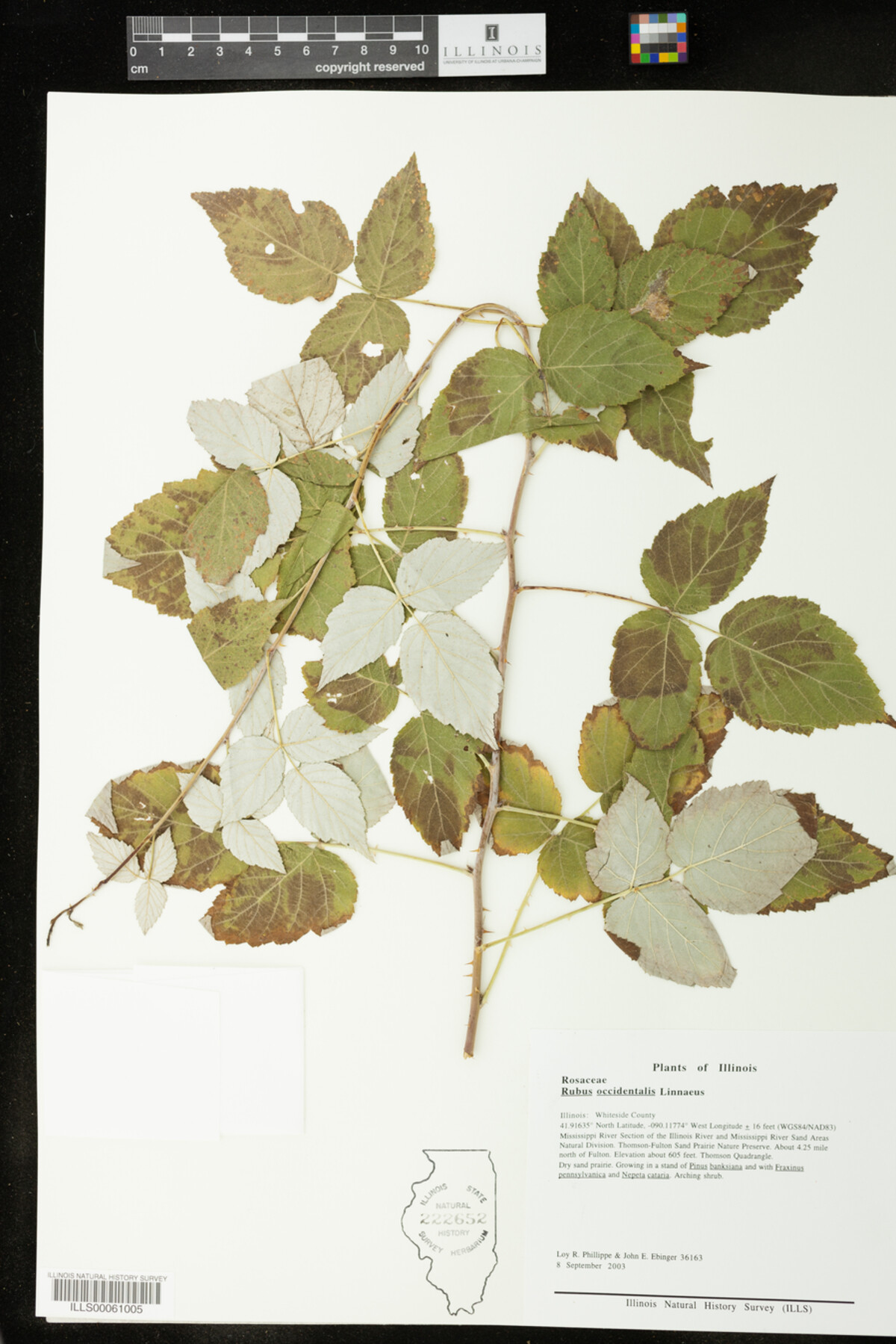Rubus occidentalis image