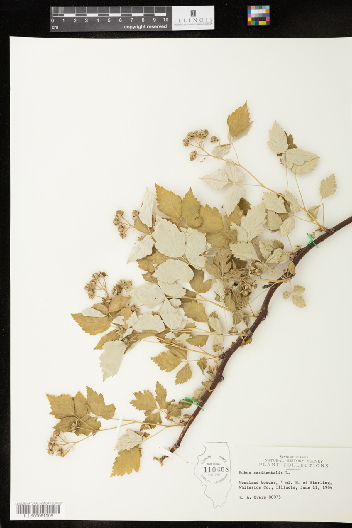 Rubus occidentalis image