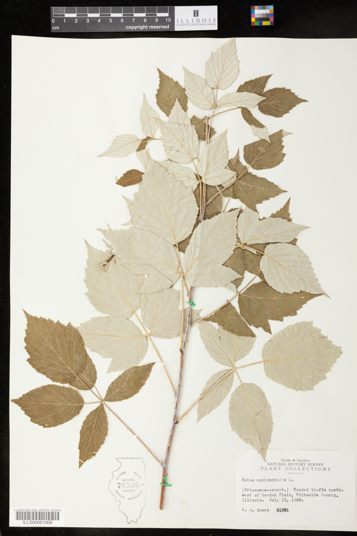 Rubus occidentalis image