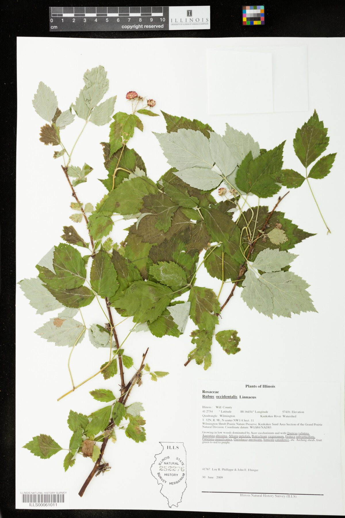 Rubus occidentalis image