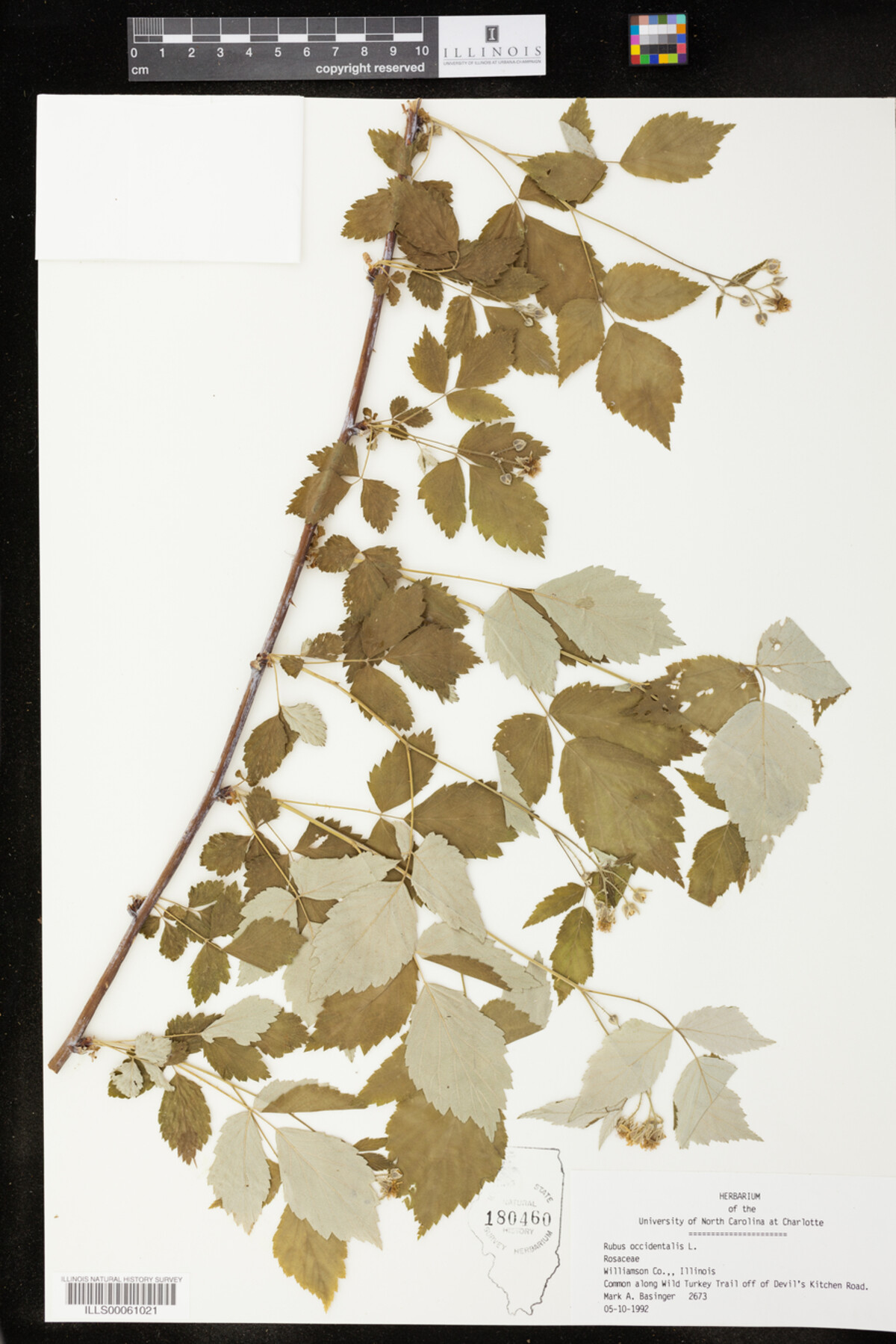 Rubus occidentalis image