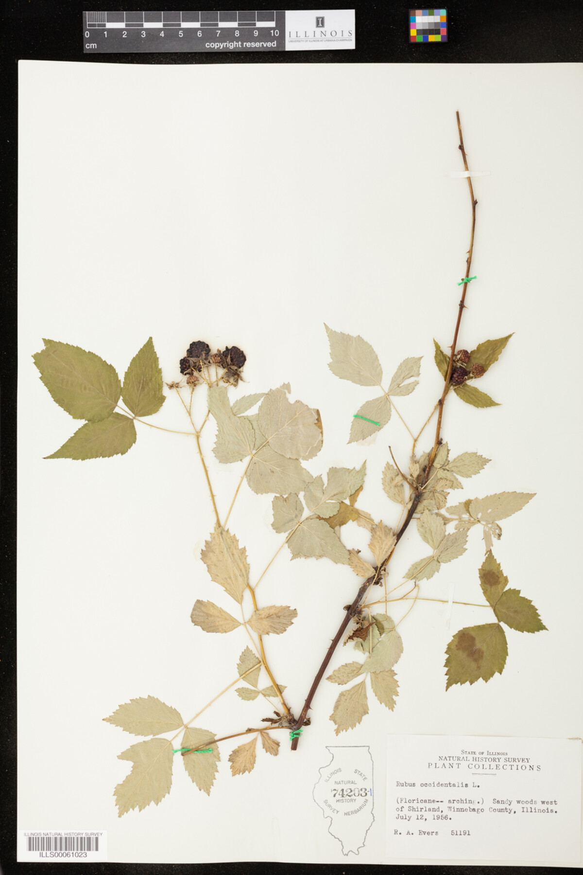 Rubus occidentalis image