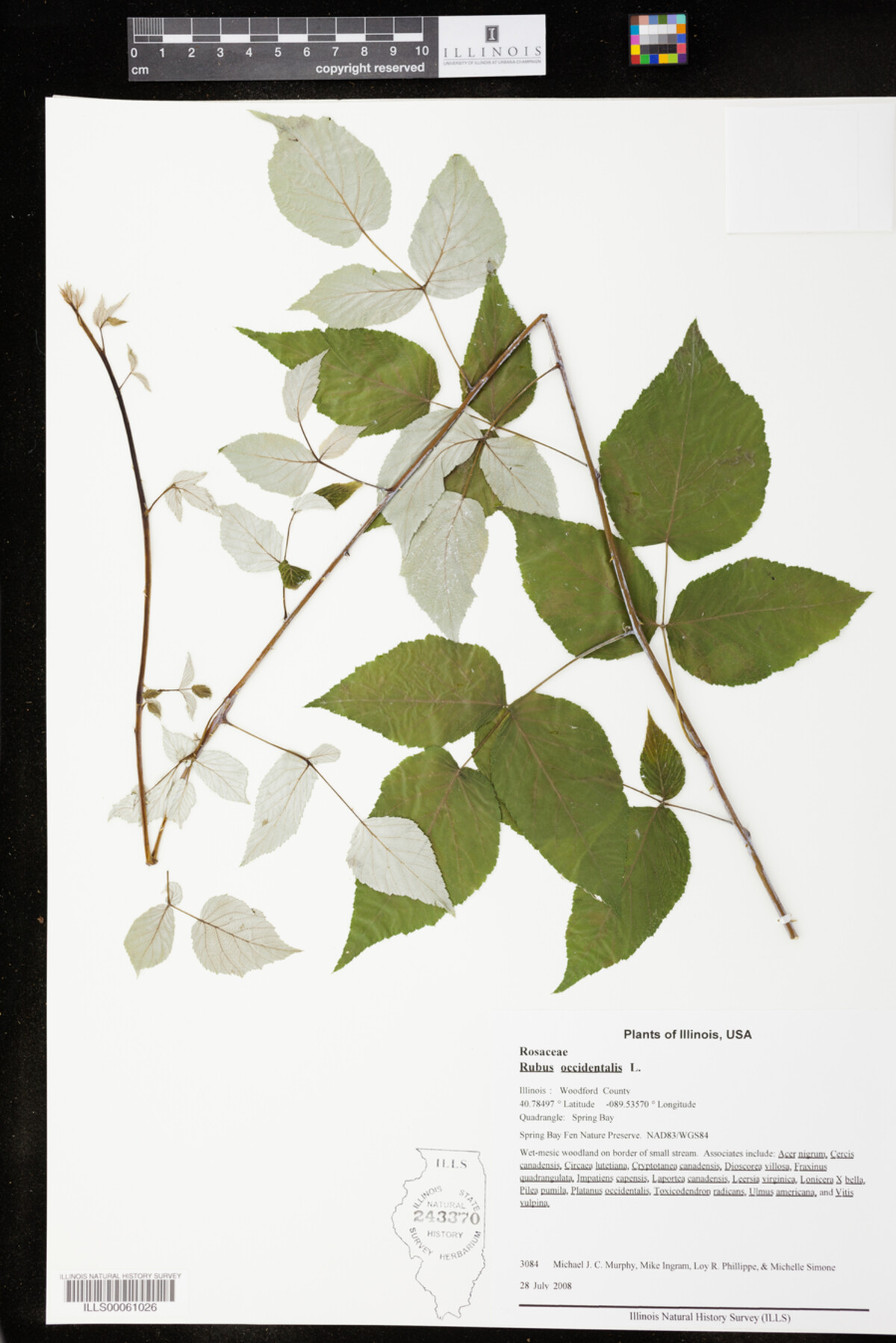 Rubus occidentalis image