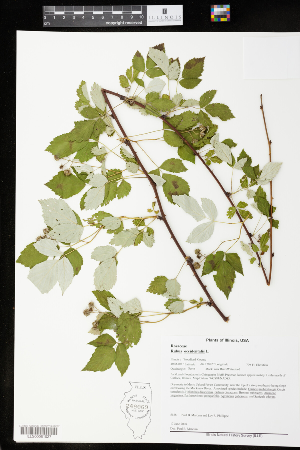 Rubus occidentalis image