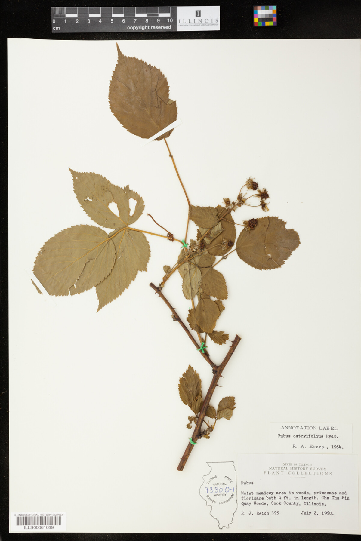 Rubus X ostryifolius image