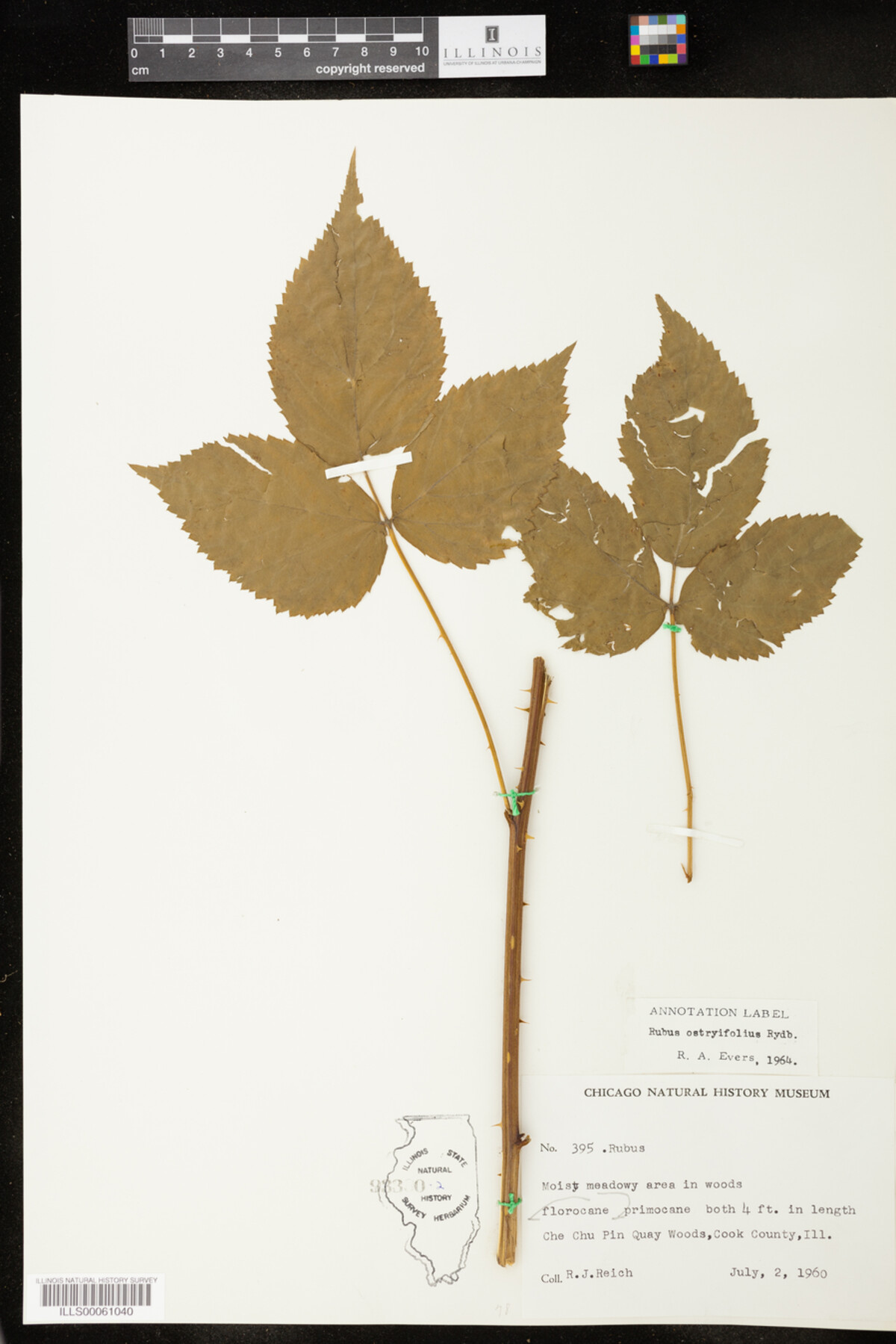 Rubus X ostryifolius image