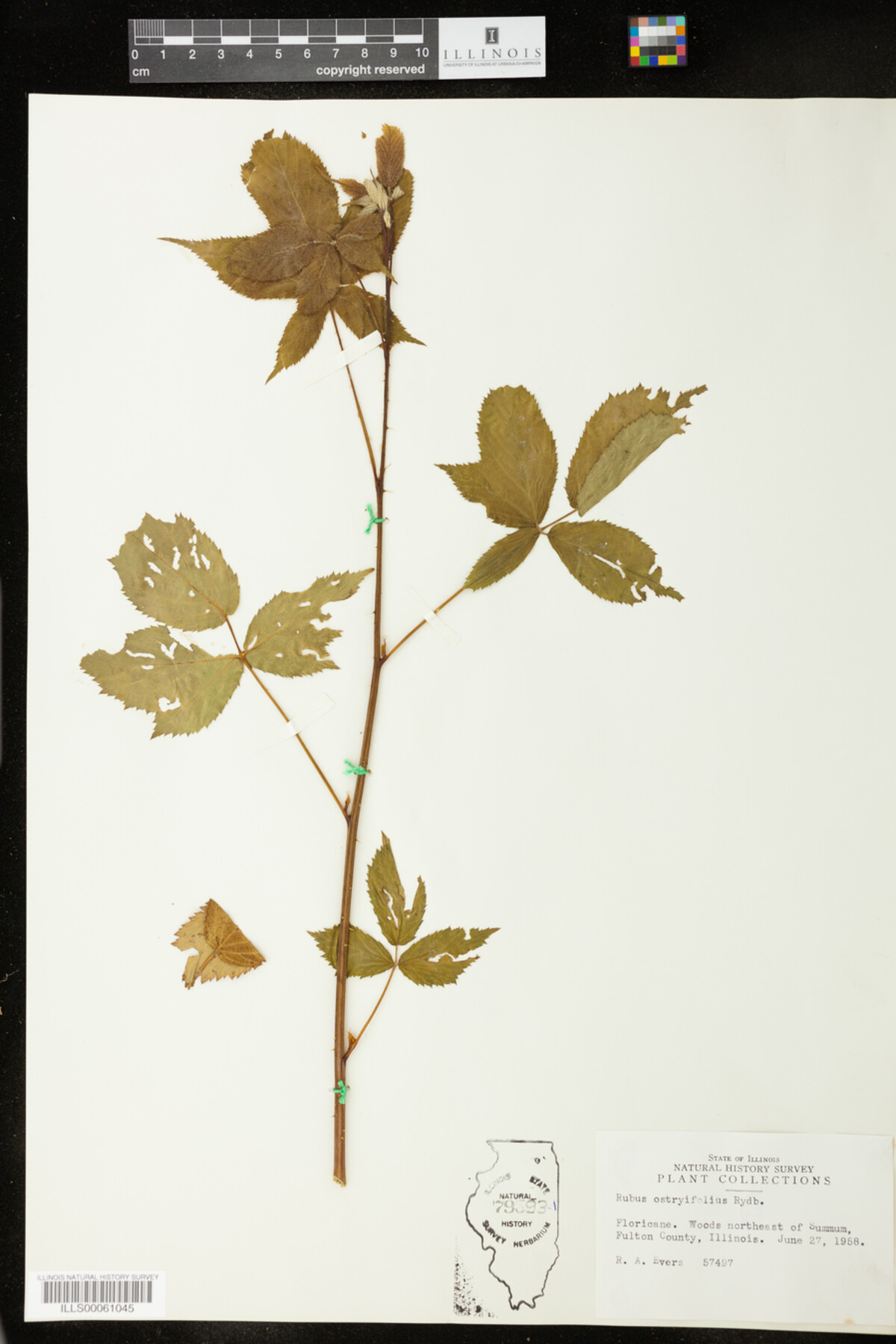 Rubus X ostryifolius image