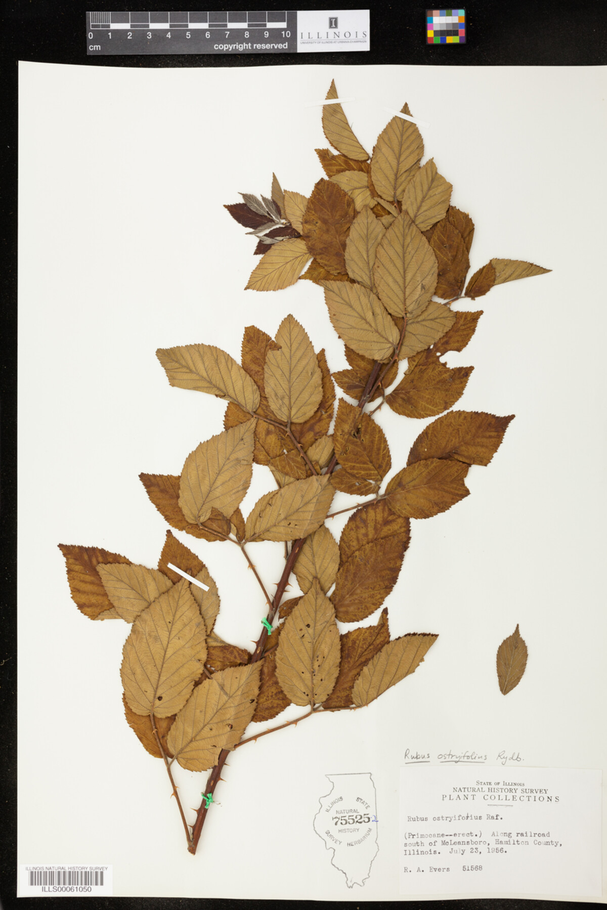 Rubus image