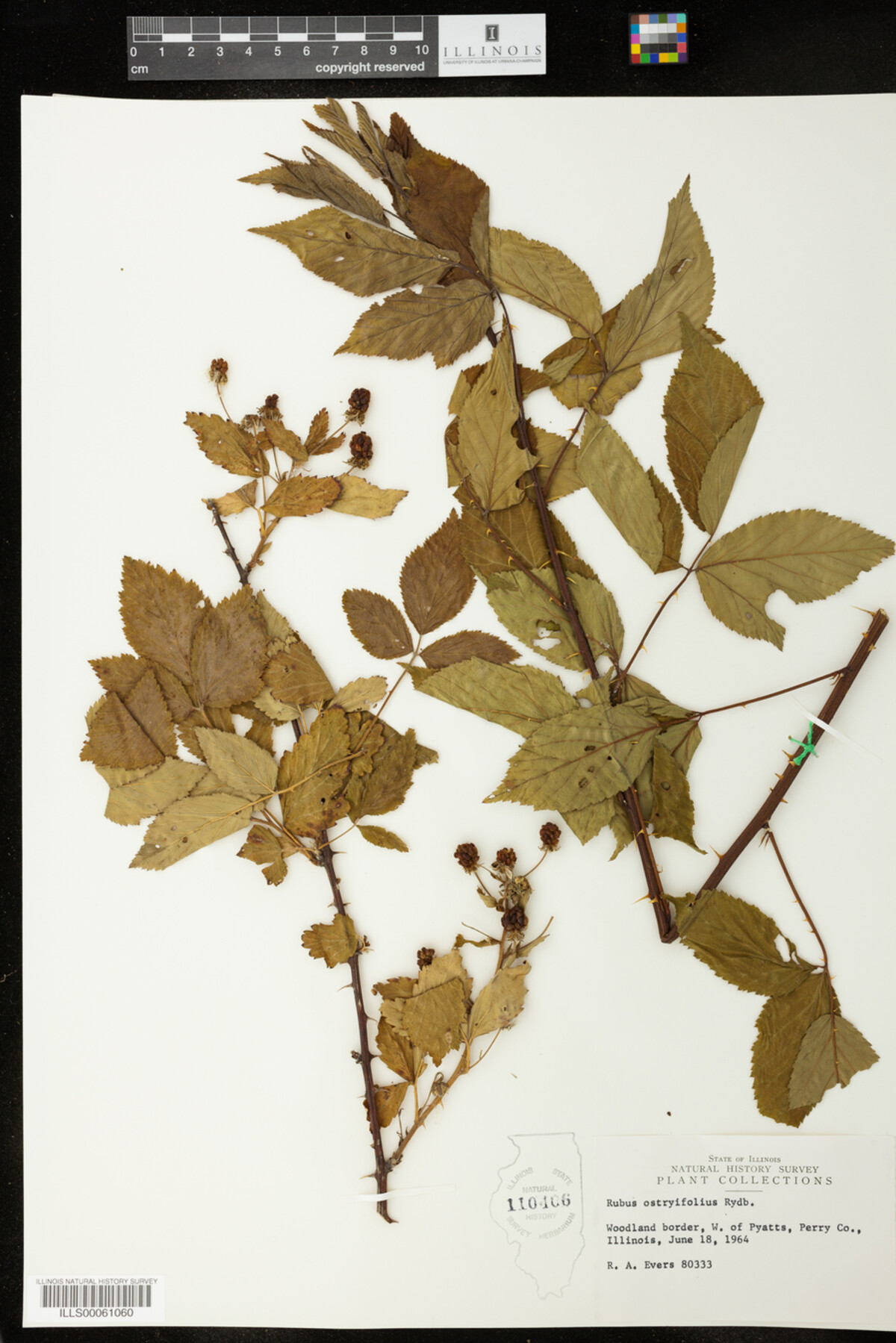 Rubus X ostryifolius image