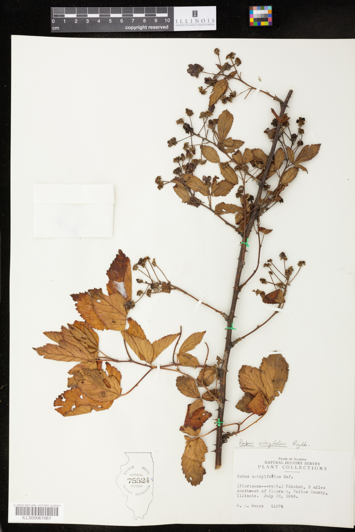 Rubus X ostryifolius image