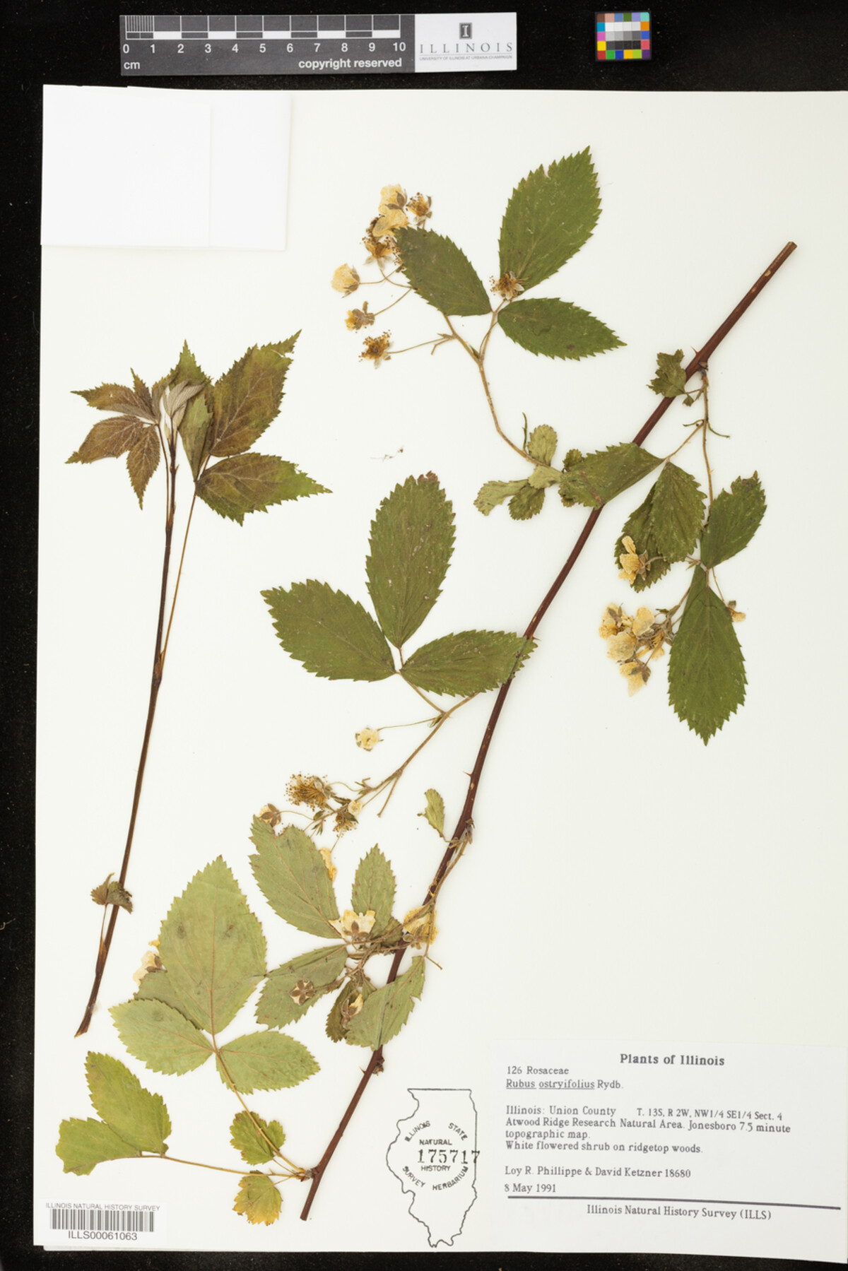 Rubus X ostryifolius image