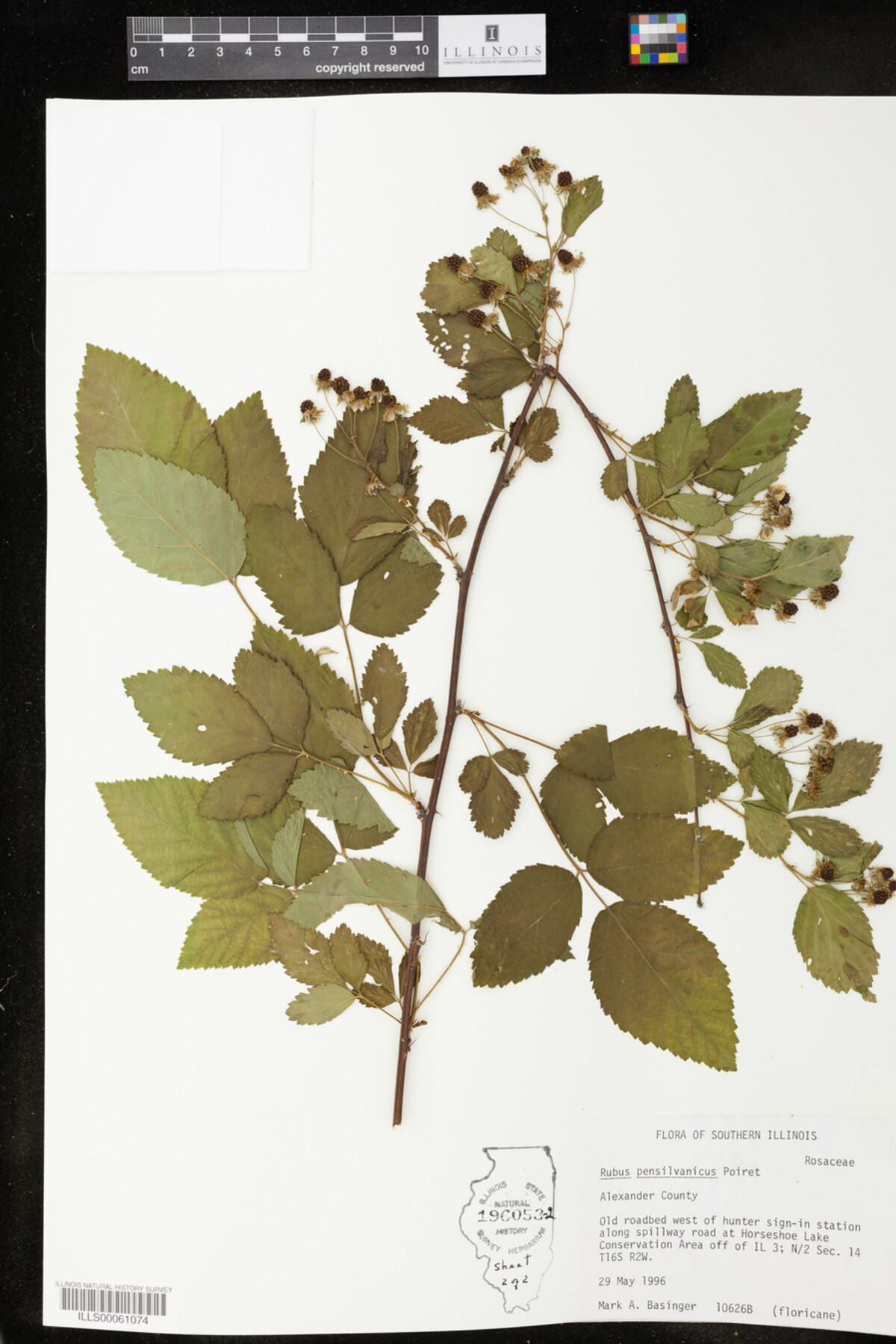 Rubus pensylvanicus image