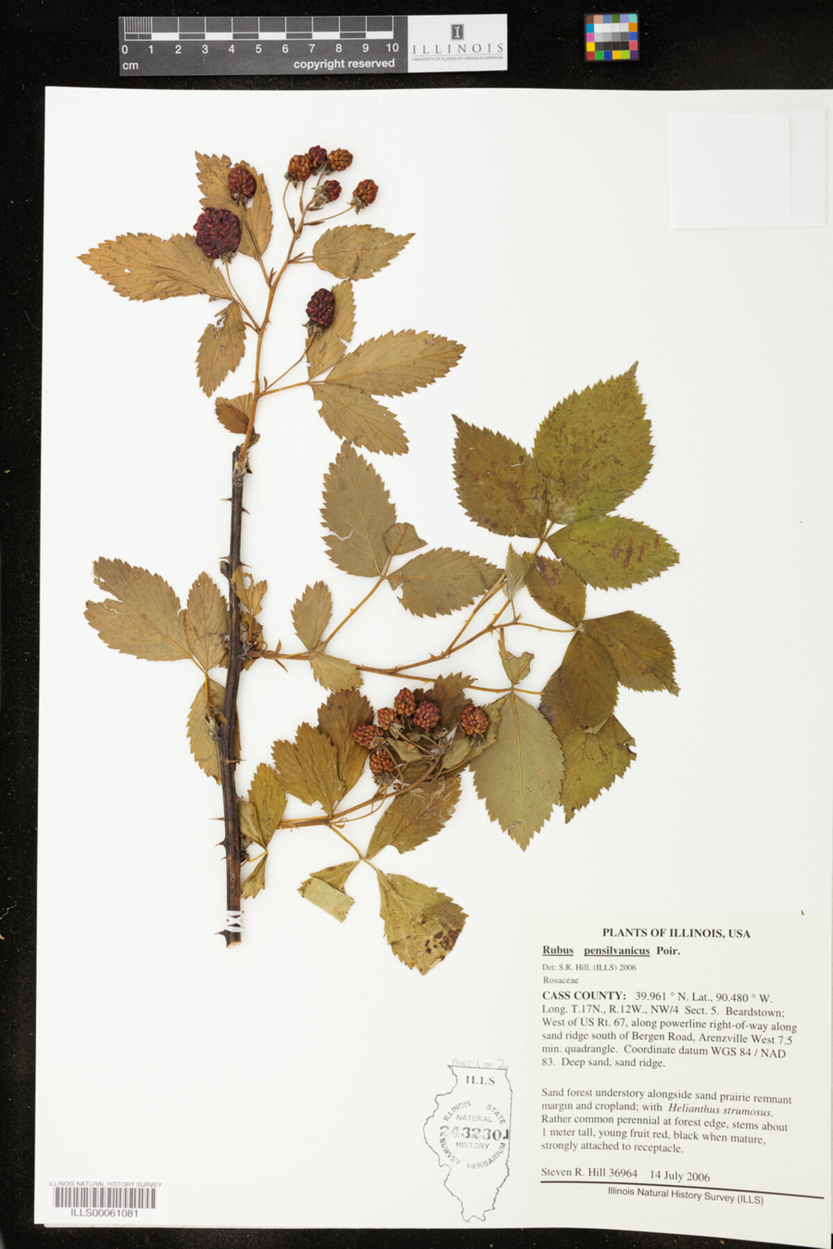 Rubus pensylvanicus image