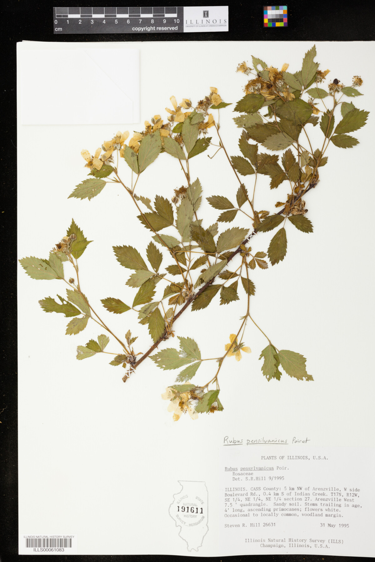 Rubus pensylvanicus image