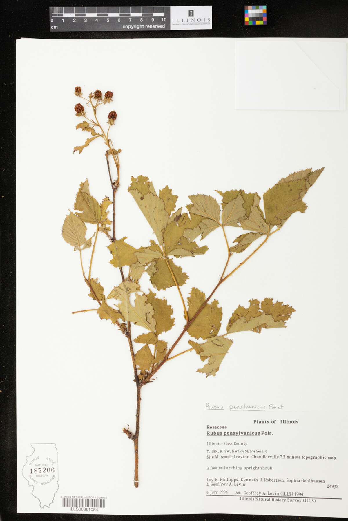 Rubus pensylvanicus image