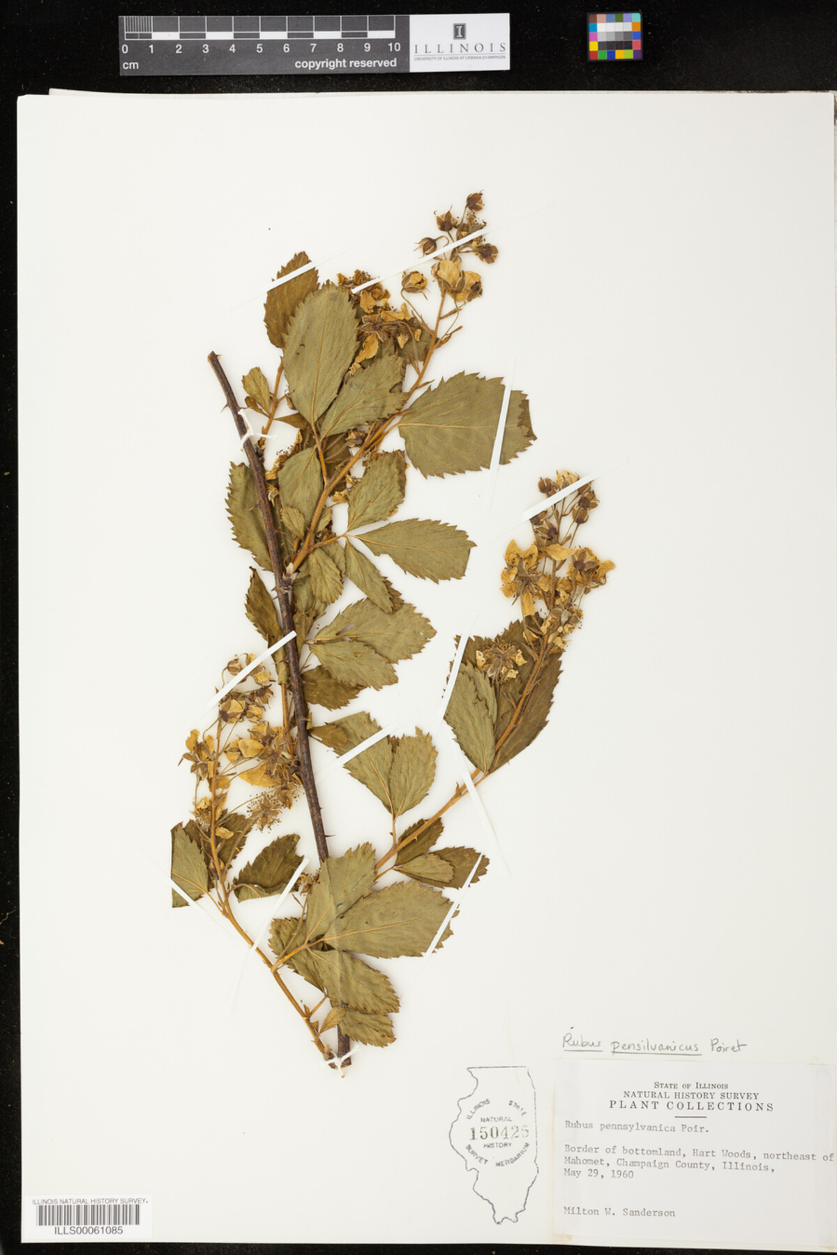 Rubus pensylvanicus image