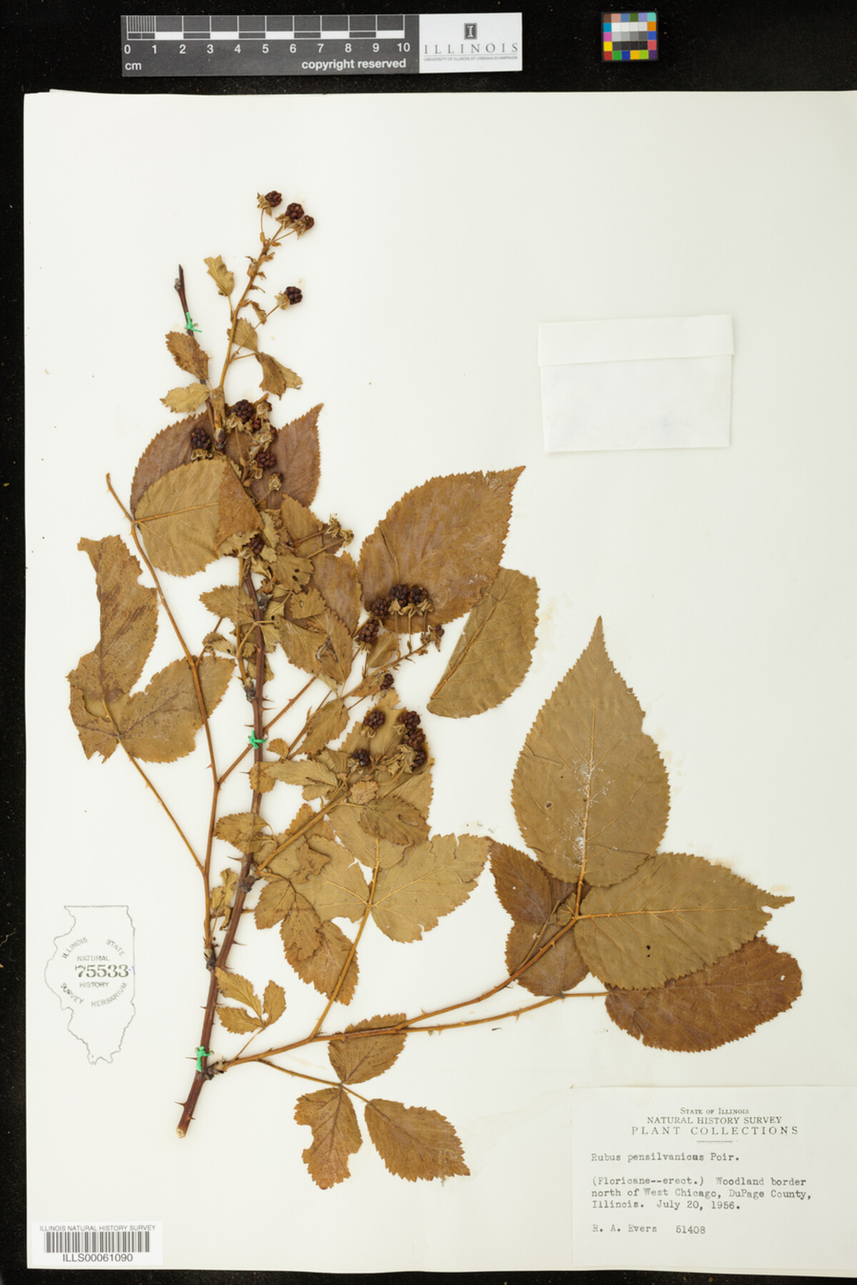 Rubus pensylvanicus image