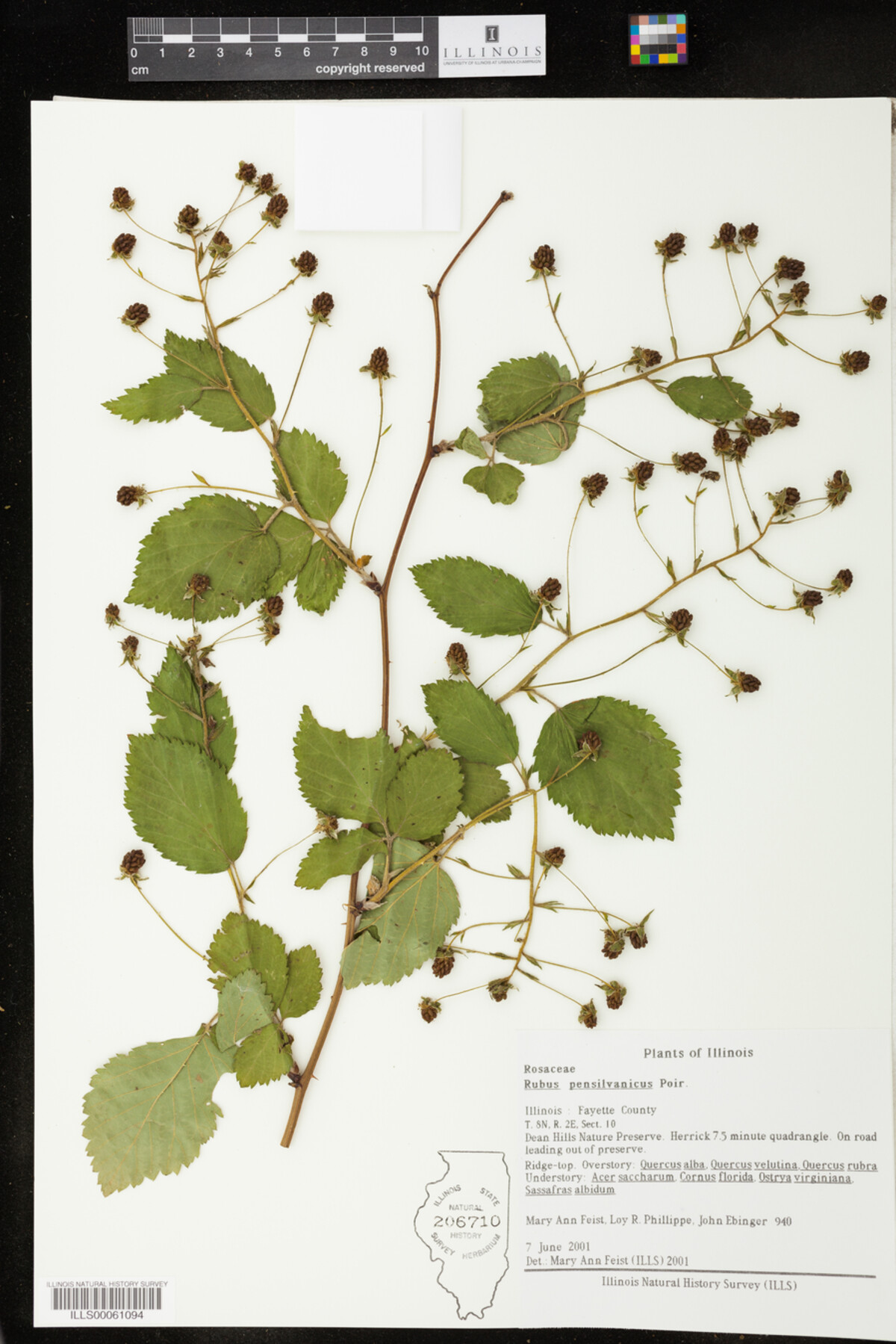 Rubus pensylvanicus image