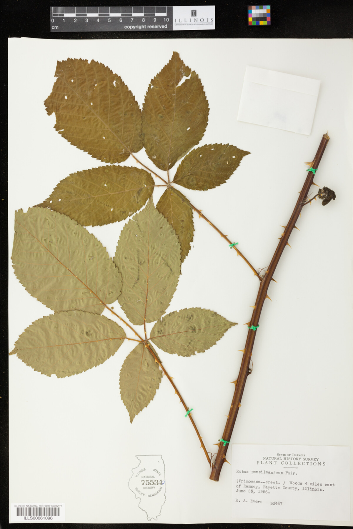 Rubus pensylvanicus image