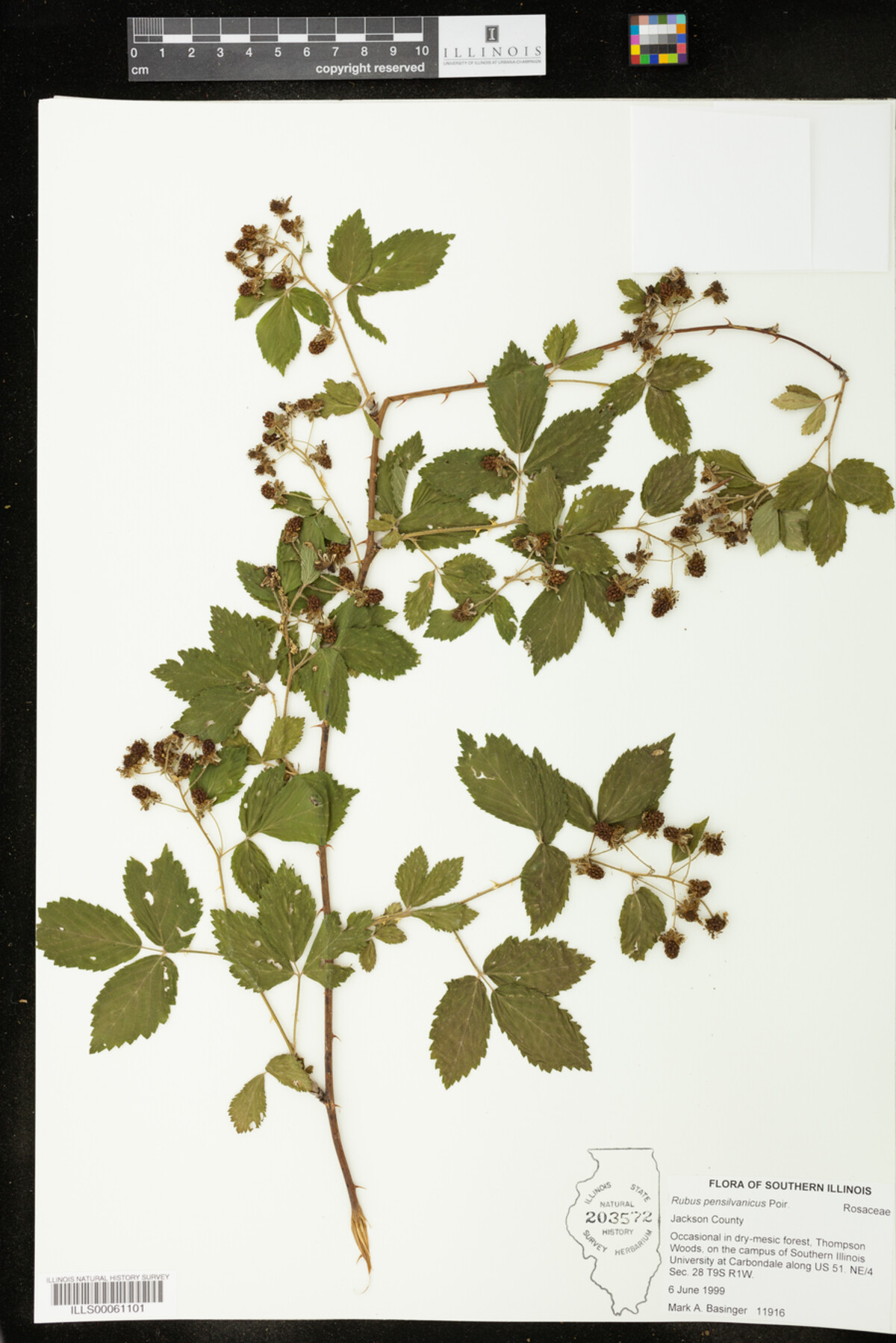 Rubus pensilvanicus image