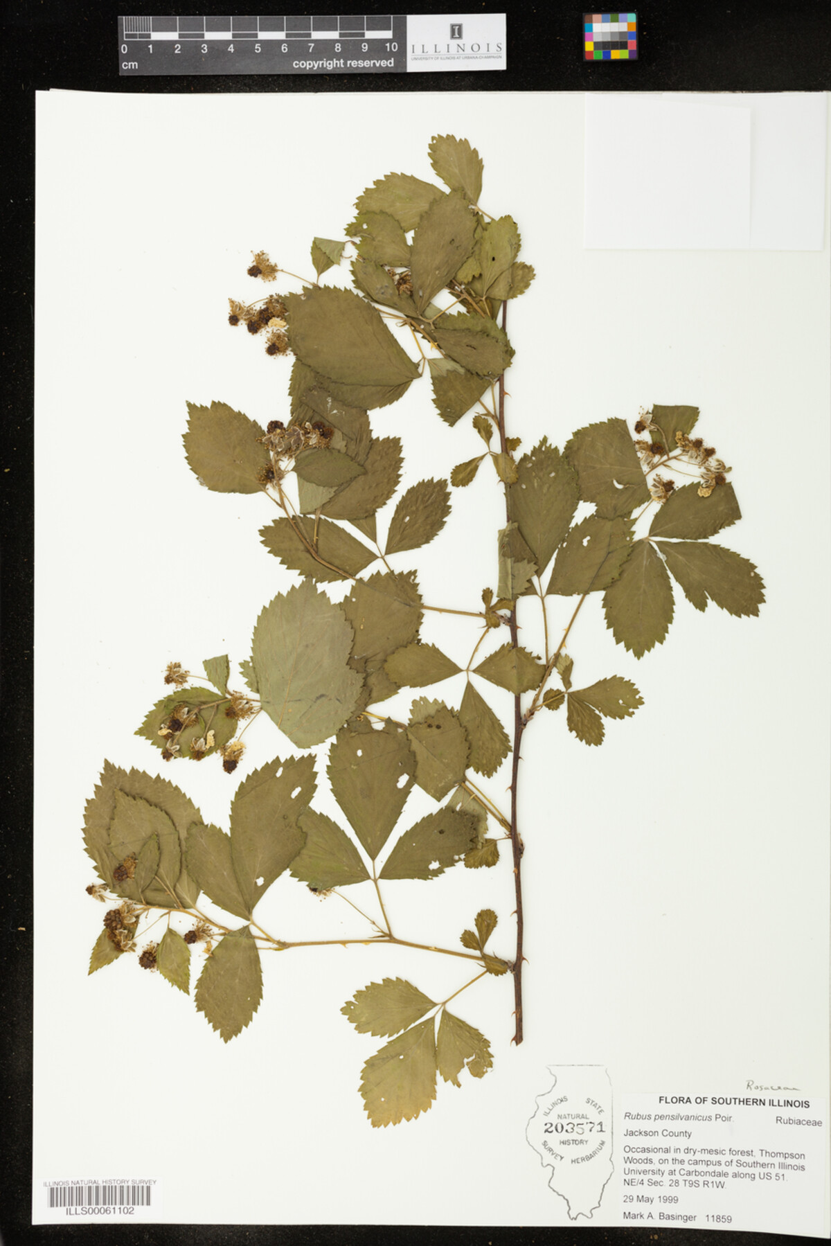 Rubus pensylvanicus image