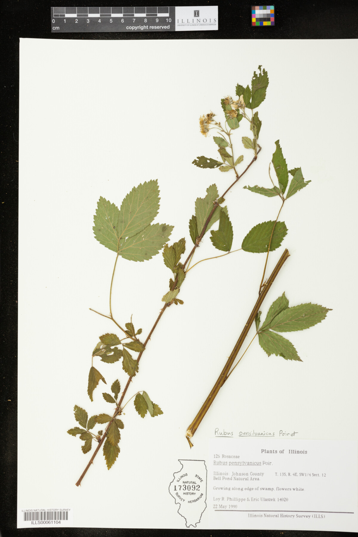 Rubus pensylvanicus image