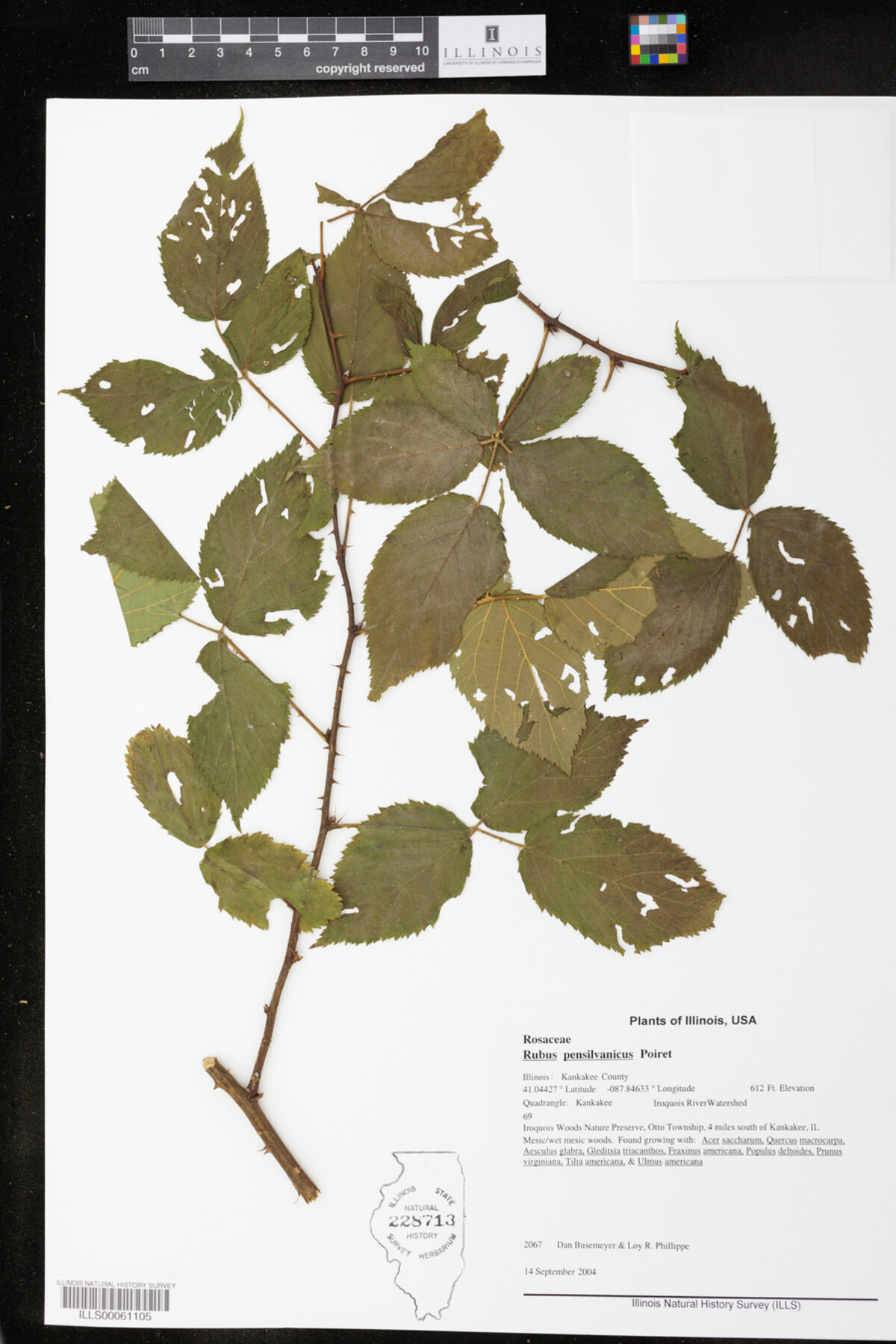 Rubus pensylvanicus image
