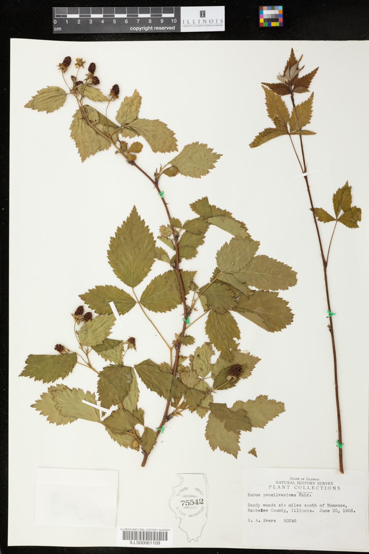 Rubus pensylvanicus image