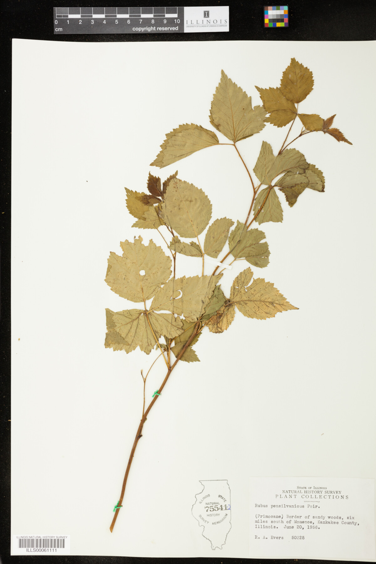 Rubus pensylvanicus image