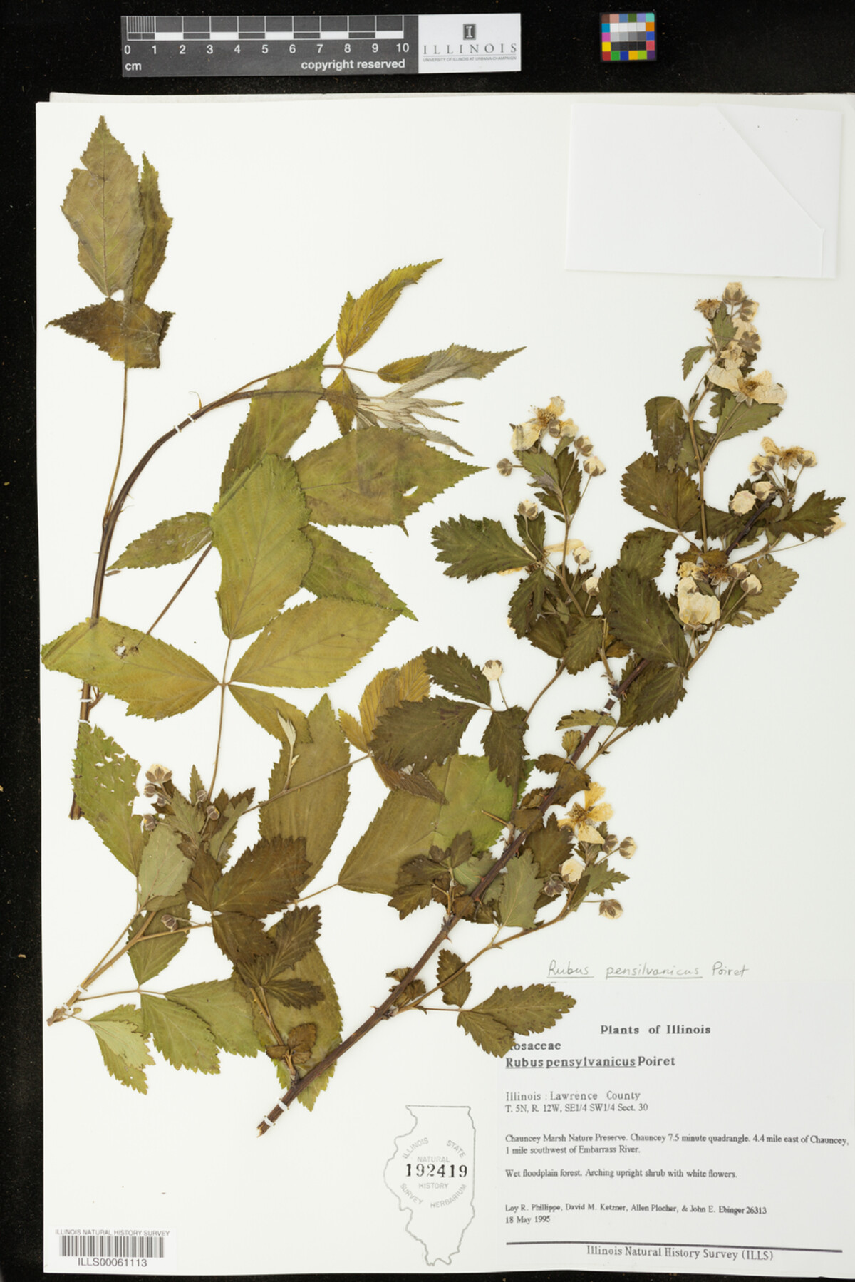 Rubus pensylvanicus image