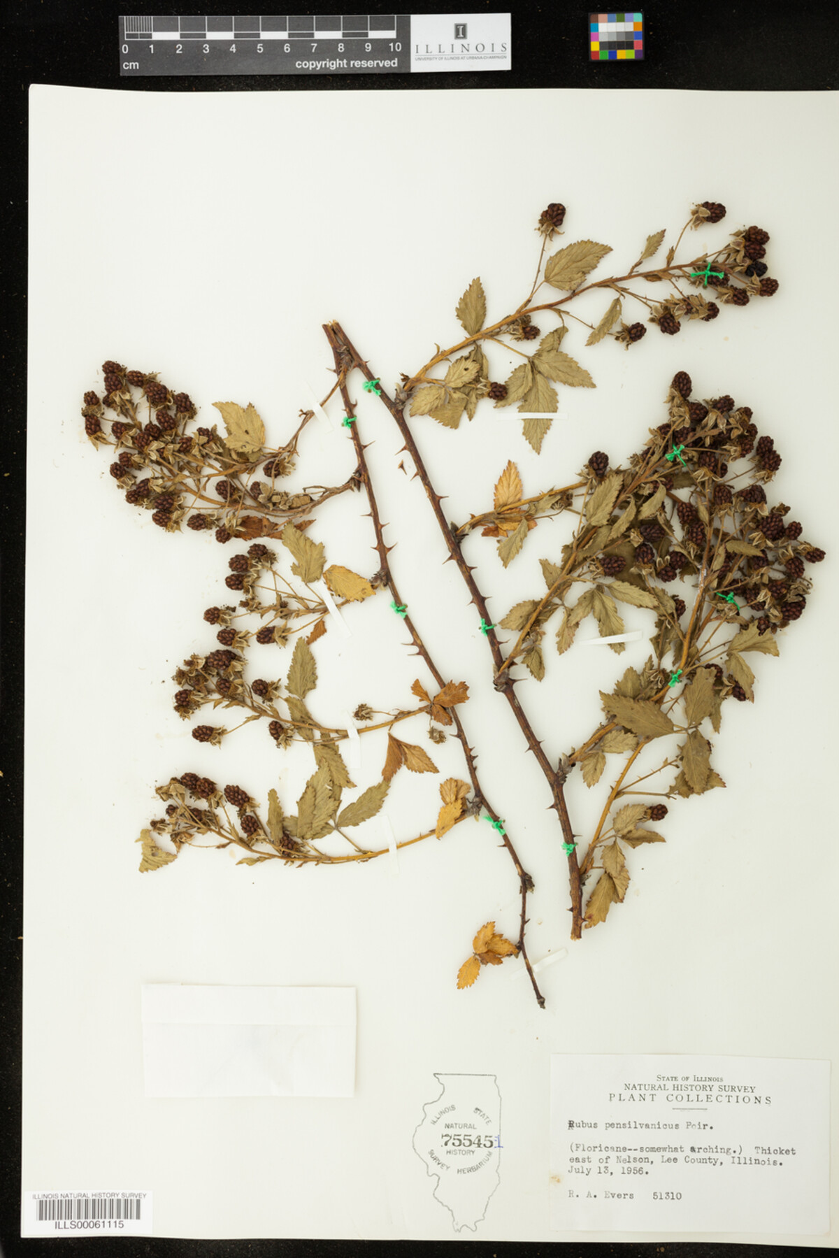 Rubus pensylvanicus image