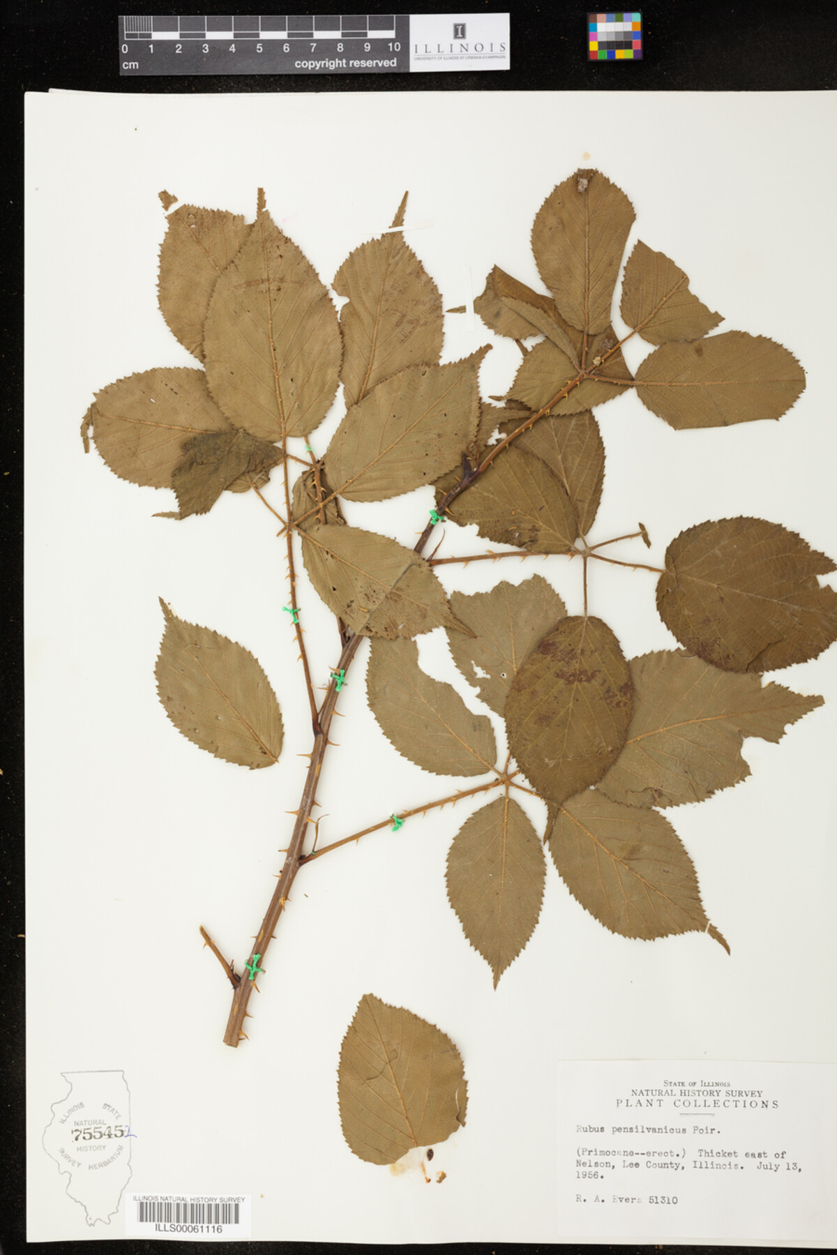 Rubus pensylvanicus image